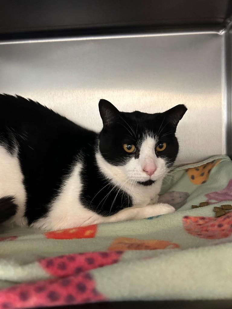 Clark, Adoptable, Adult Male Domestic Short Hair.