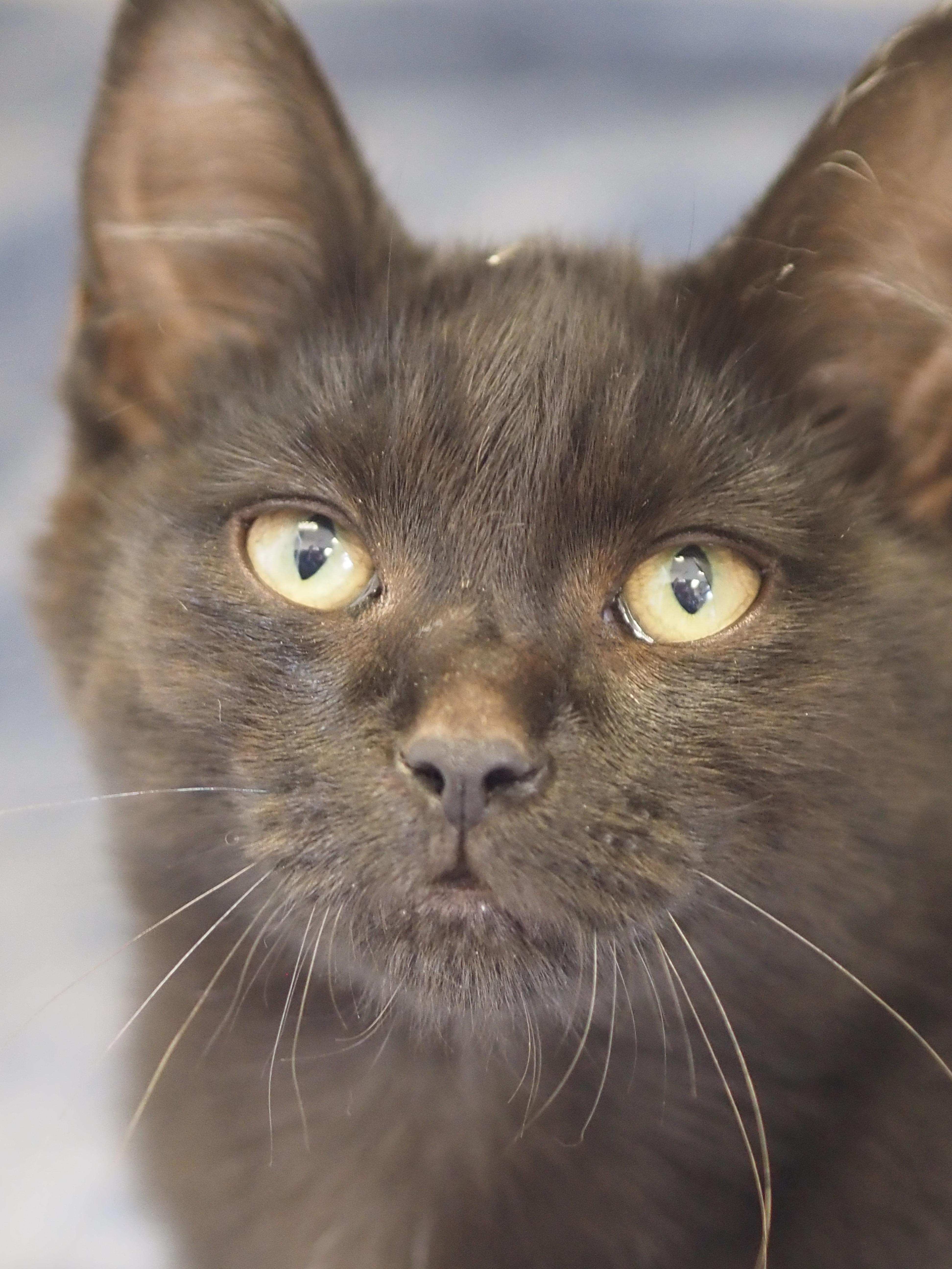 Termite, ADOPTABLE, Young Male Domestic Medium Hair.