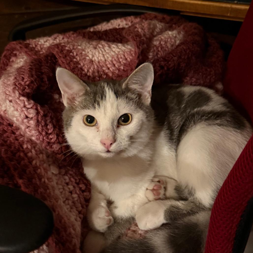 Enlarge Parmesan, a Adoptable Domestic Short Hair in Pittsburgh, PA image 1/3