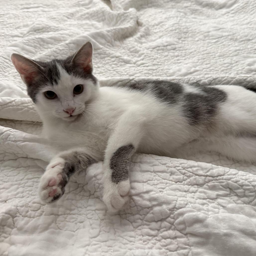 Enlarge Parmesan, a Adoptable Domestic Short Hair in Pittsburgh, PA image 2/3