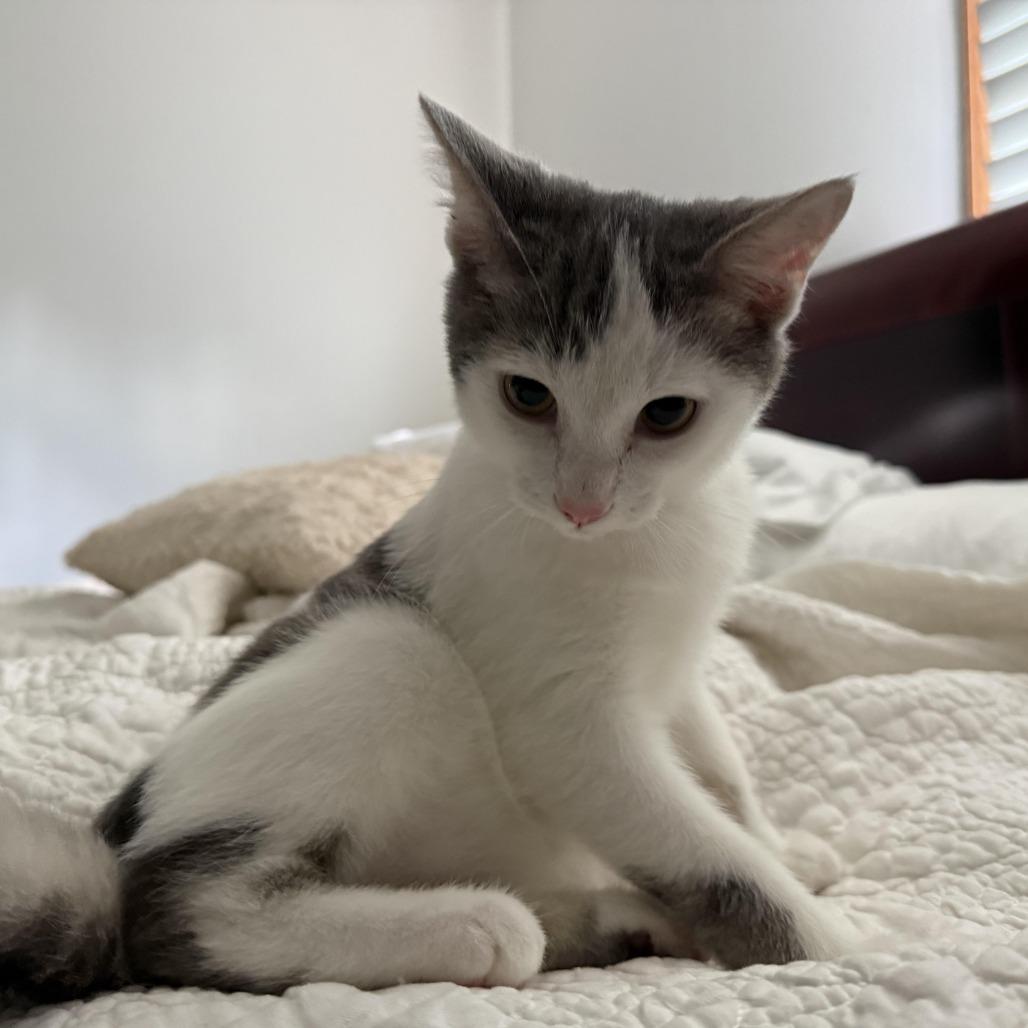 Enlarge Parmesan, a Adoptable Domestic Short Hair in Pittsburgh, PA image 3/3