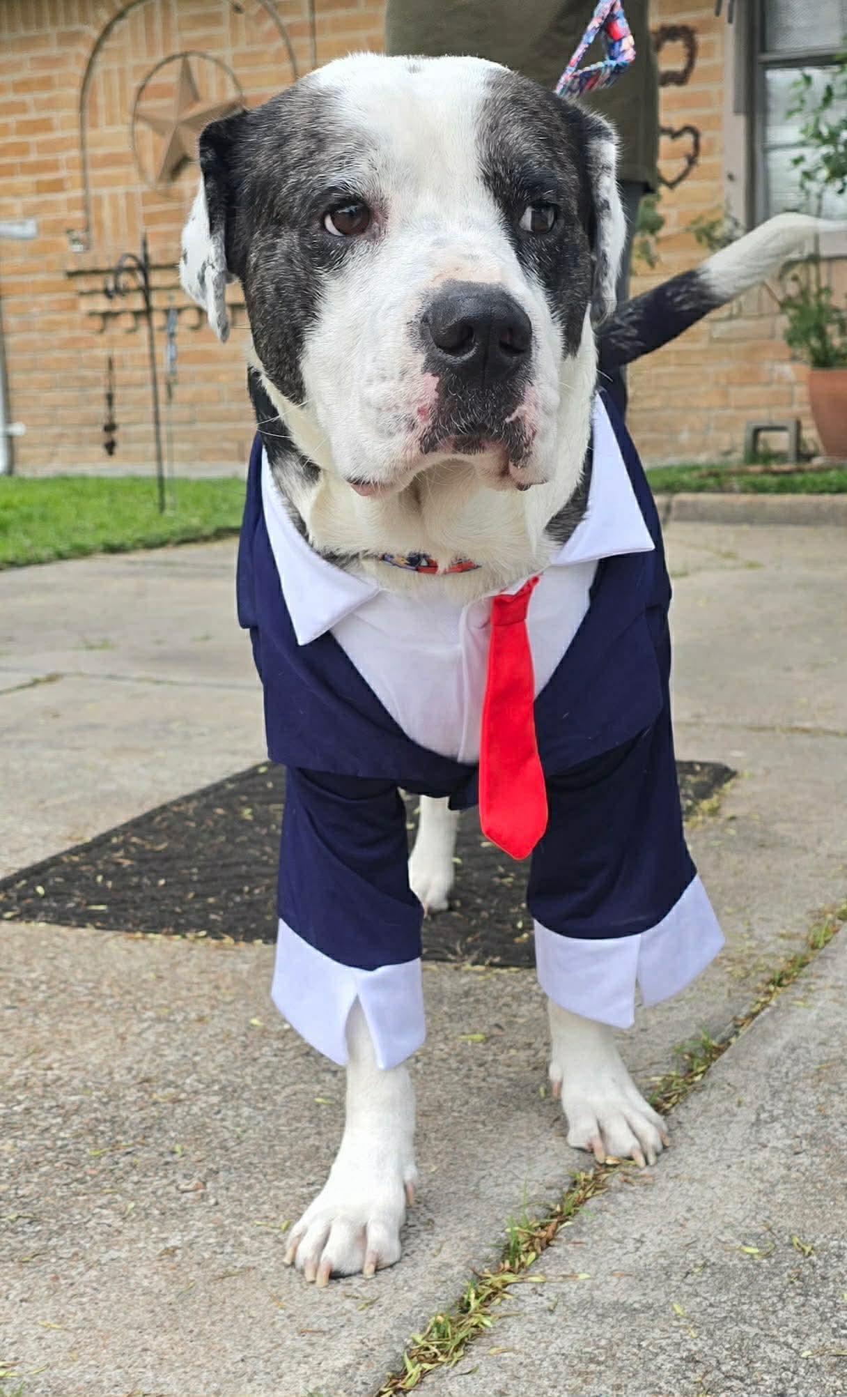 Macho, ADOPTABLE, Adult Male Mixed Breed.