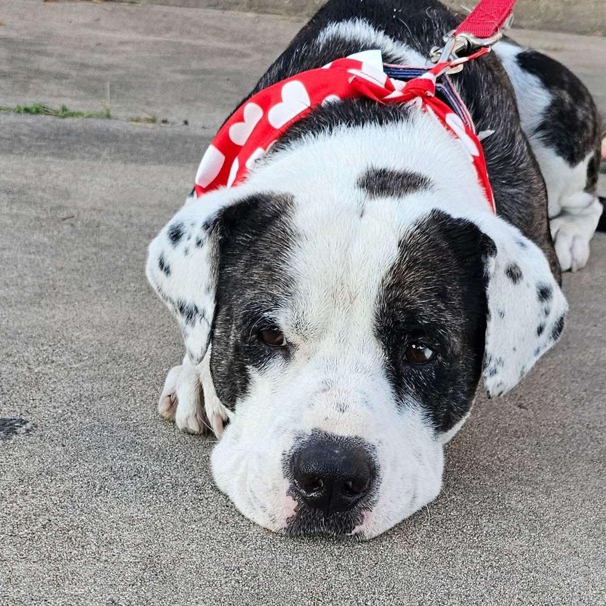 Enlarge Macho, a ADOPTABLE mixed breed in Austin, TX image 6/6