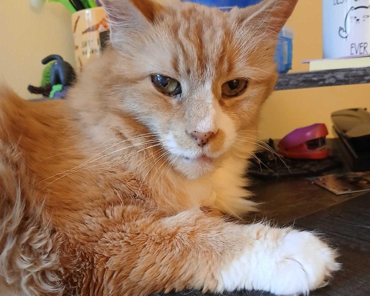 Enlarge LINDY HOP, a Adoptable Domestic Long Hair in Raleigh, NC image 1/3