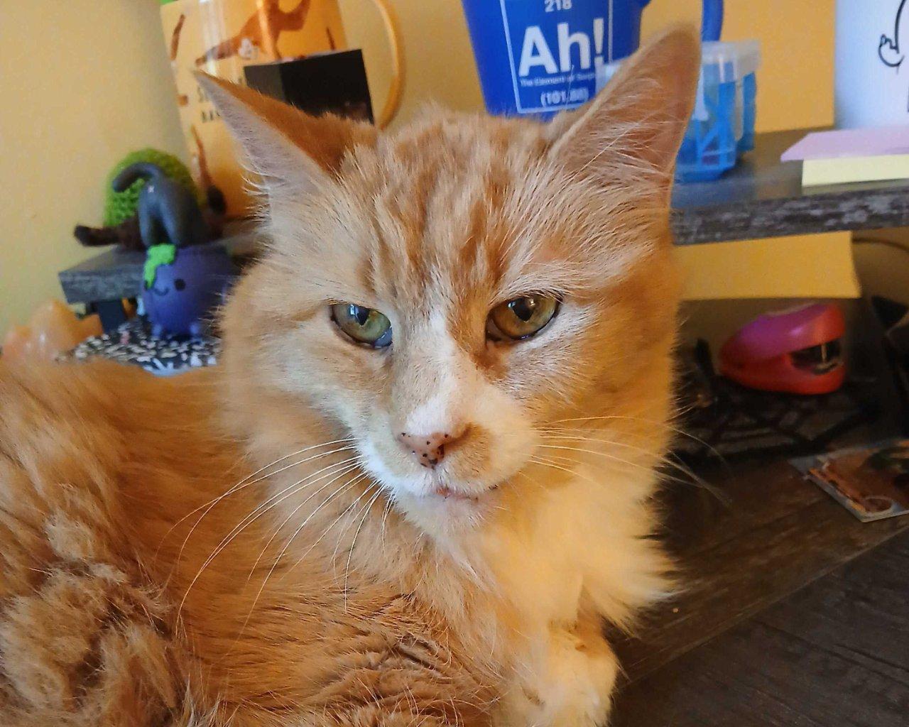 Enlarge LINDY HOP, a Adoptable Domestic Long Hair in Raleigh, NC image 2/3