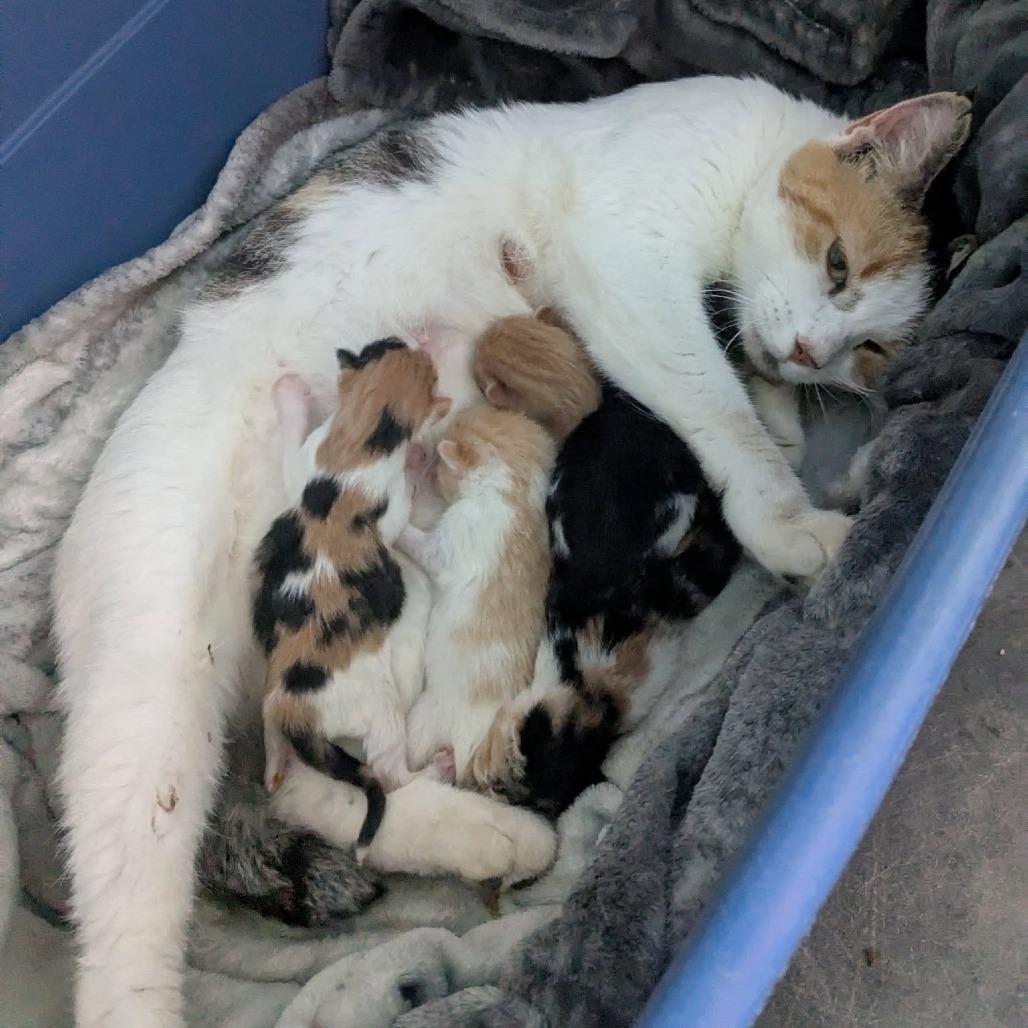 Peridot, Adoptable, Adult Female Domestic Short Hair.