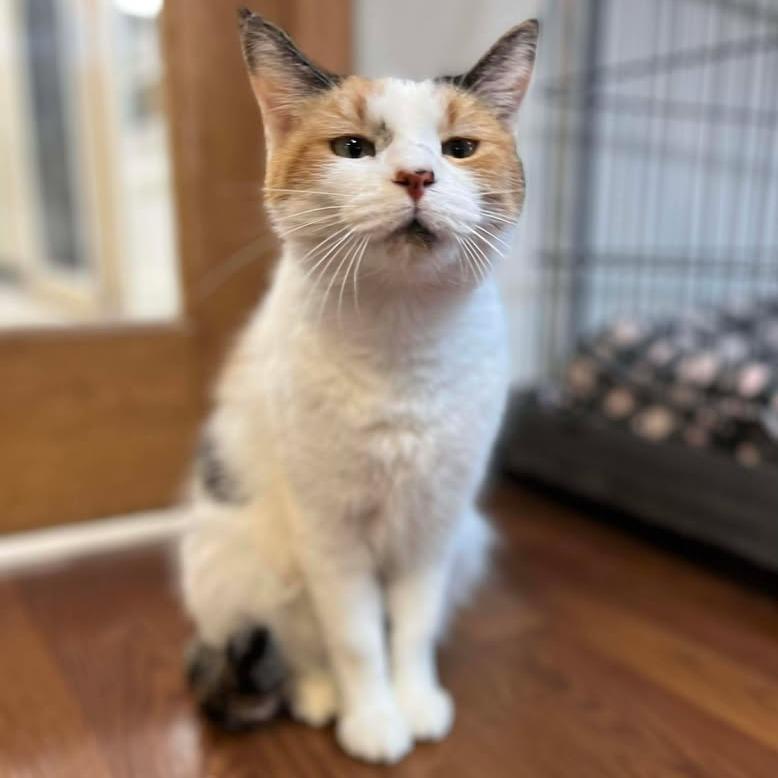 Enlarge Peridot, a Adoptable Domestic Short Hair in Memphis, TN image 3/4