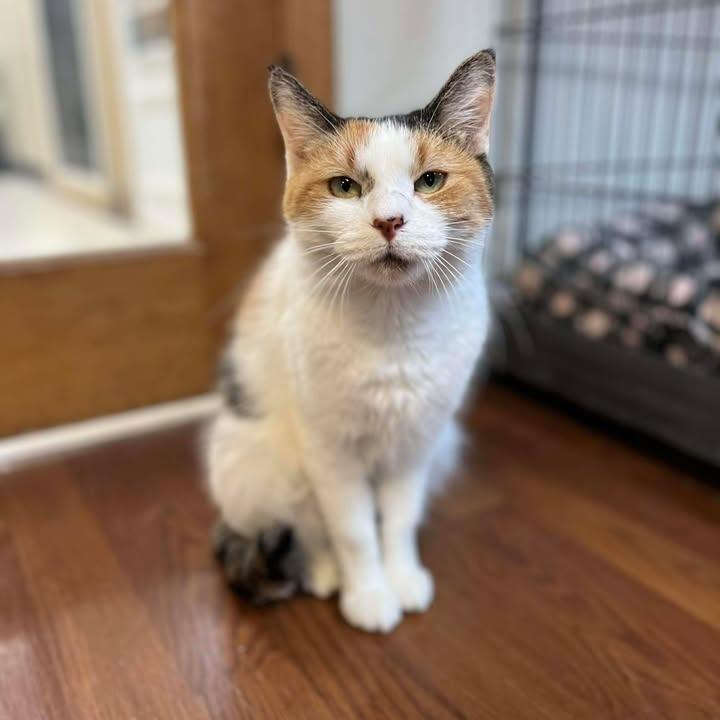 Enlarge Peridot, a Adoptable Domestic Short Hair in Memphis, TN image 4/4