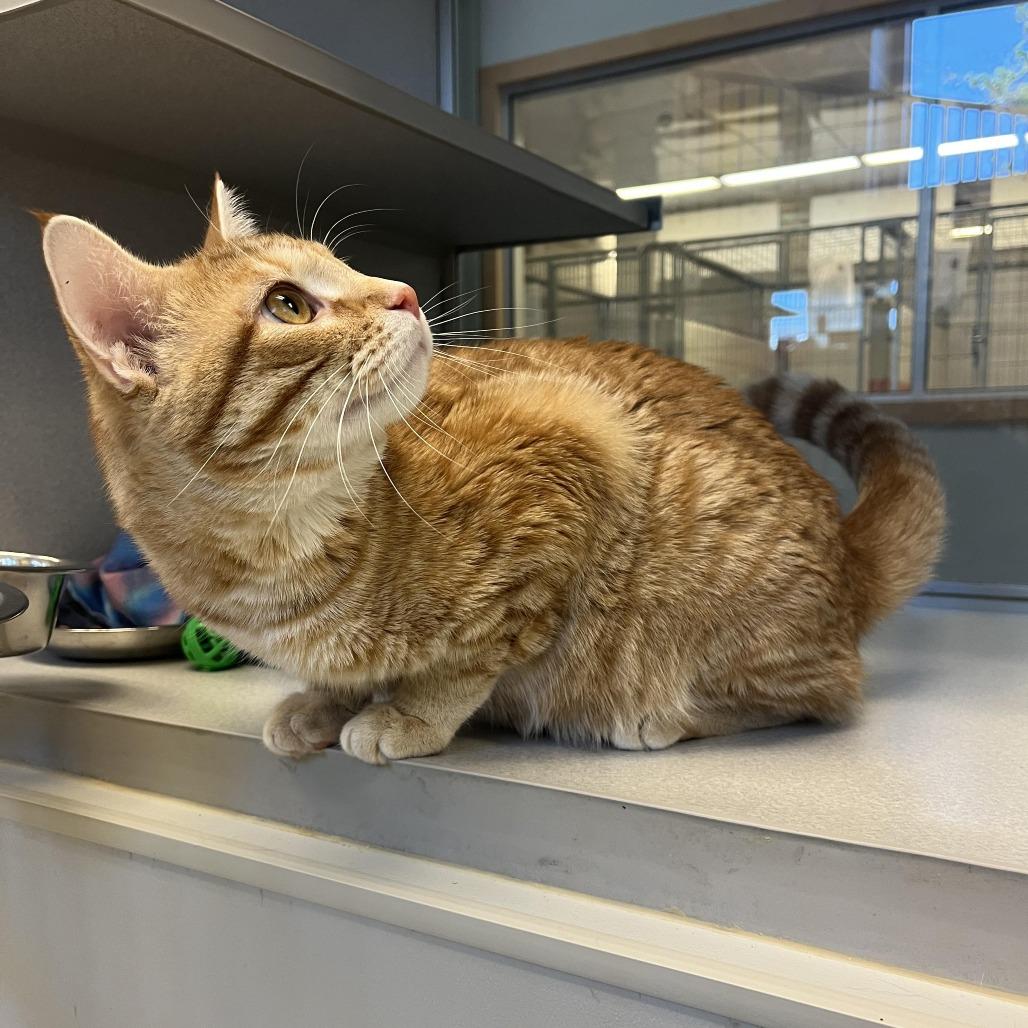 Mr. Mister, Adoptable, Adult Male Domestic Short Hair.