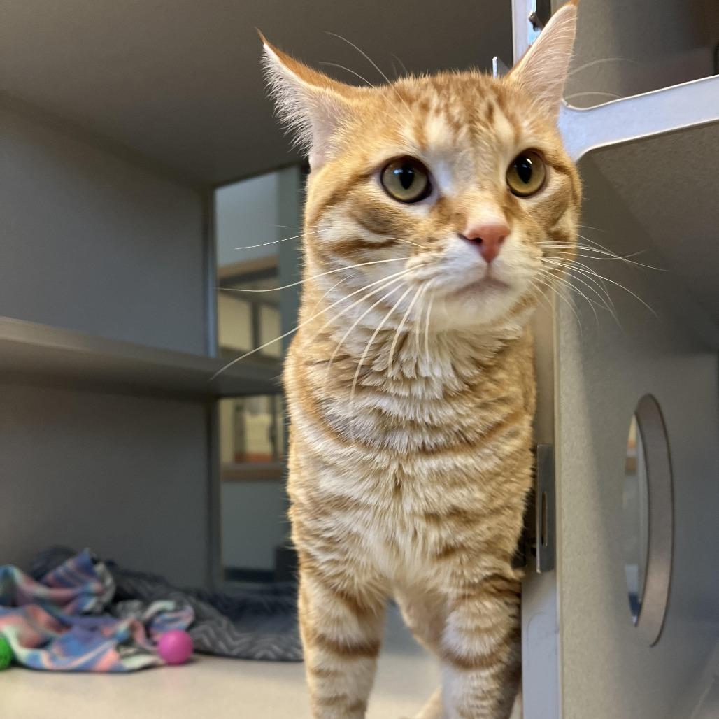 Mr. Mister, a Adoptable Domestic Short Hair in Cedar Rapids, IA image 2/3