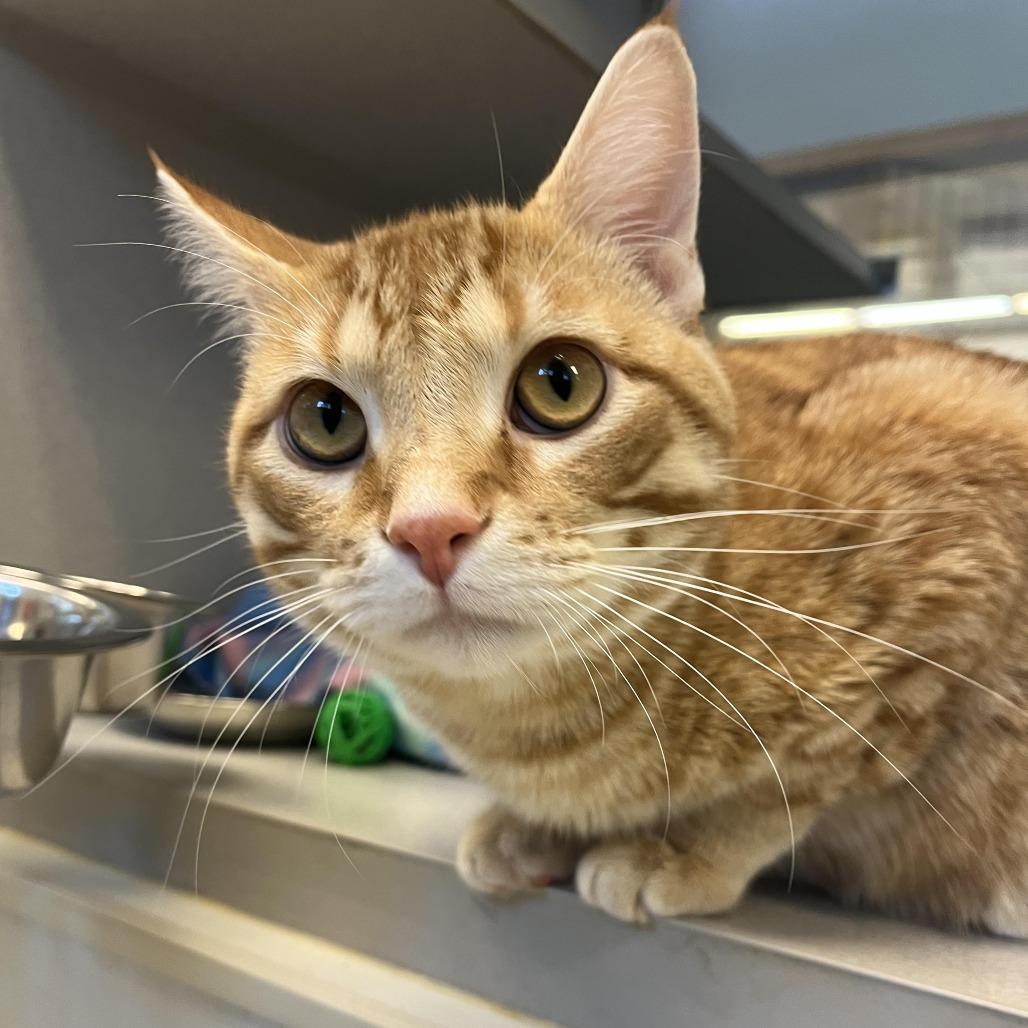 Mr. Mister, a Adoptable Domestic Short Hair in Cedar Rapids, IA image 3/3
