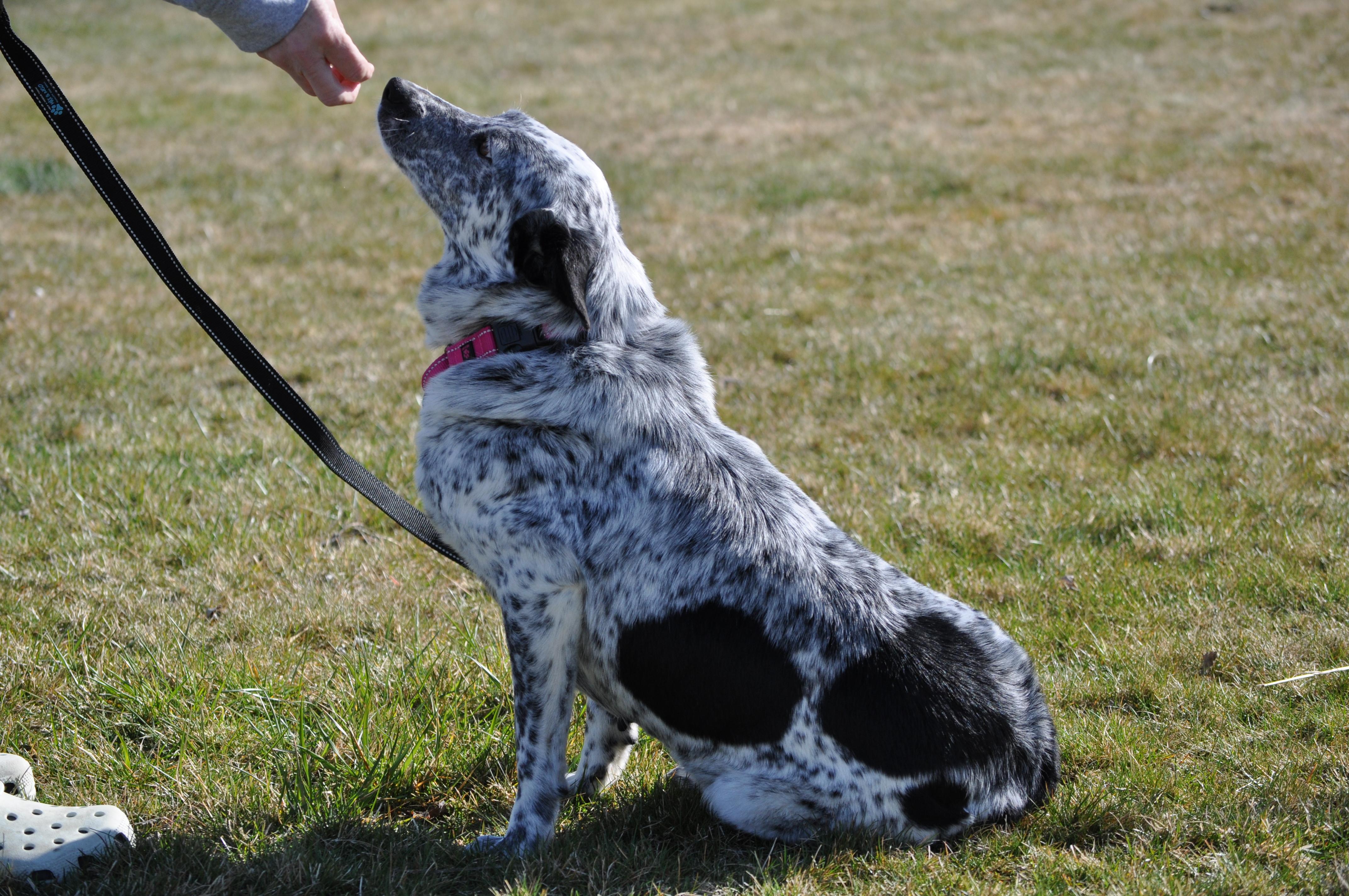 Oreo, a ADOPTABLE mixed breed in Union Gap, WA image 4/6