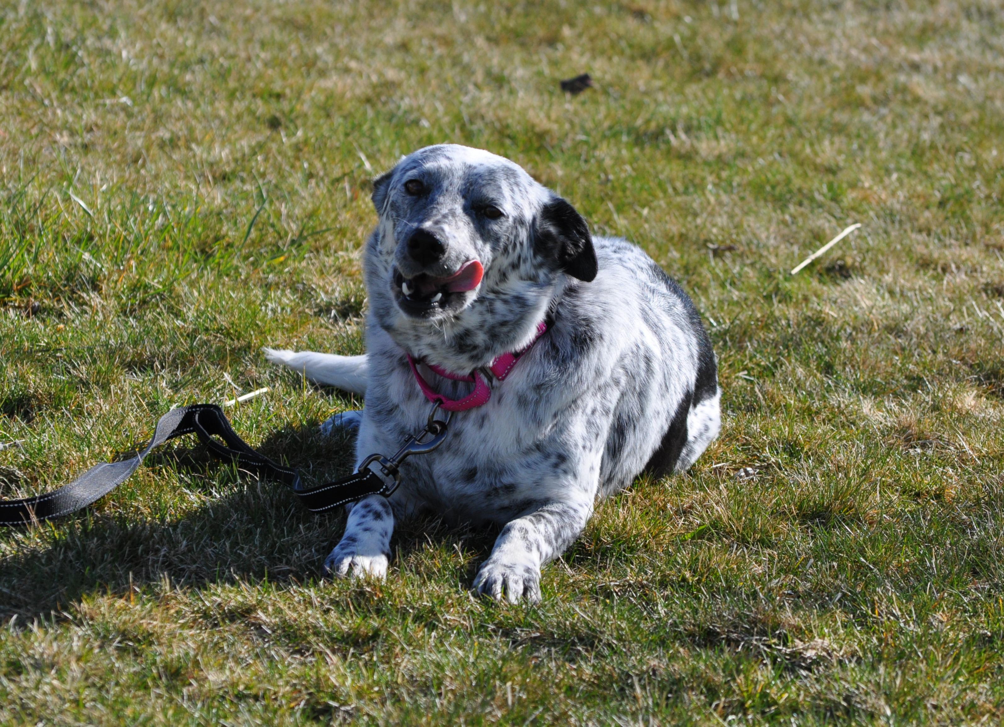 Oreo, a ADOPTABLE mixed breed in Union Gap, WA image 1/6