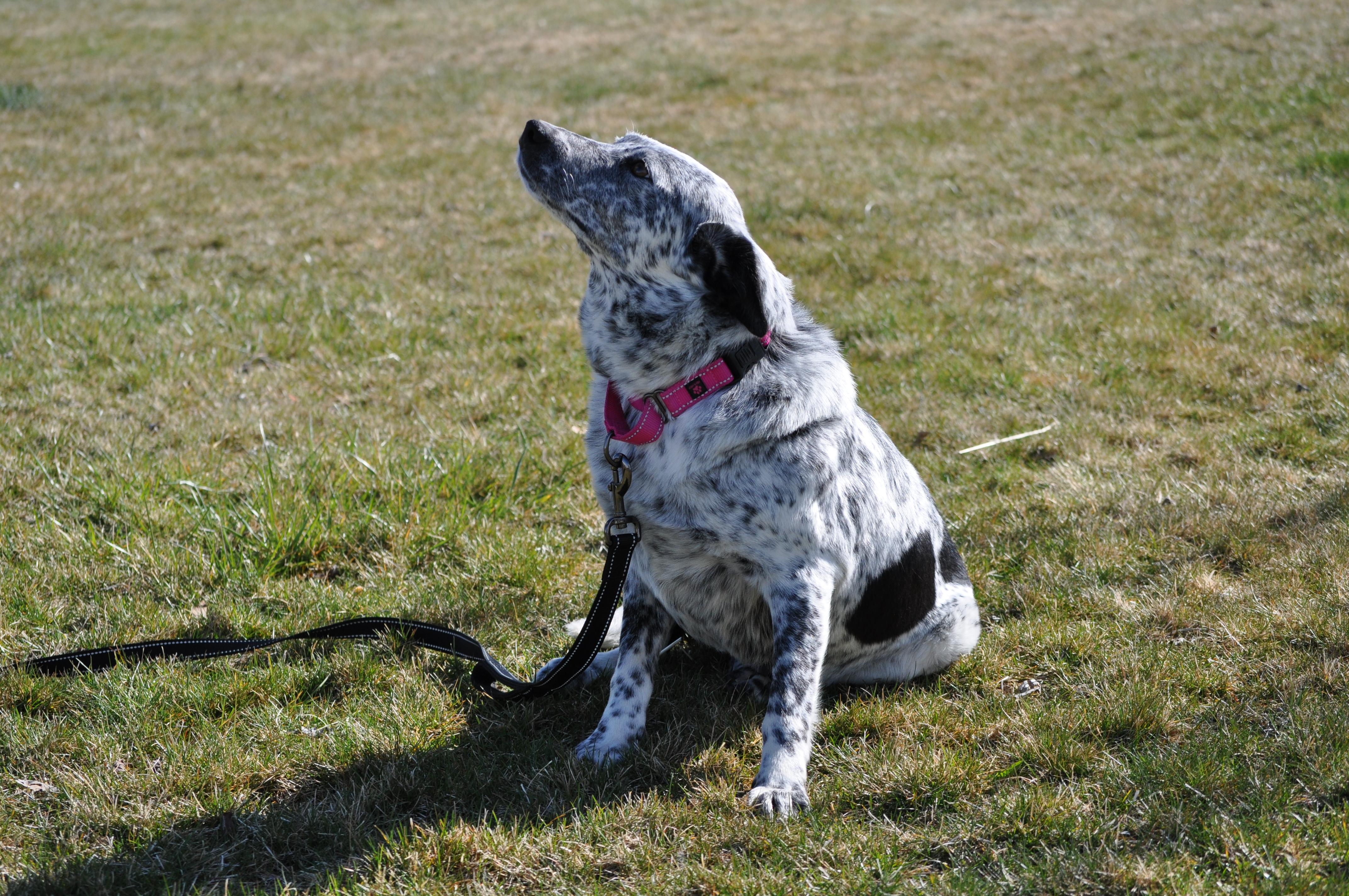 Oreo, a ADOPTABLE mixed breed in Union Gap, WA image 3/6