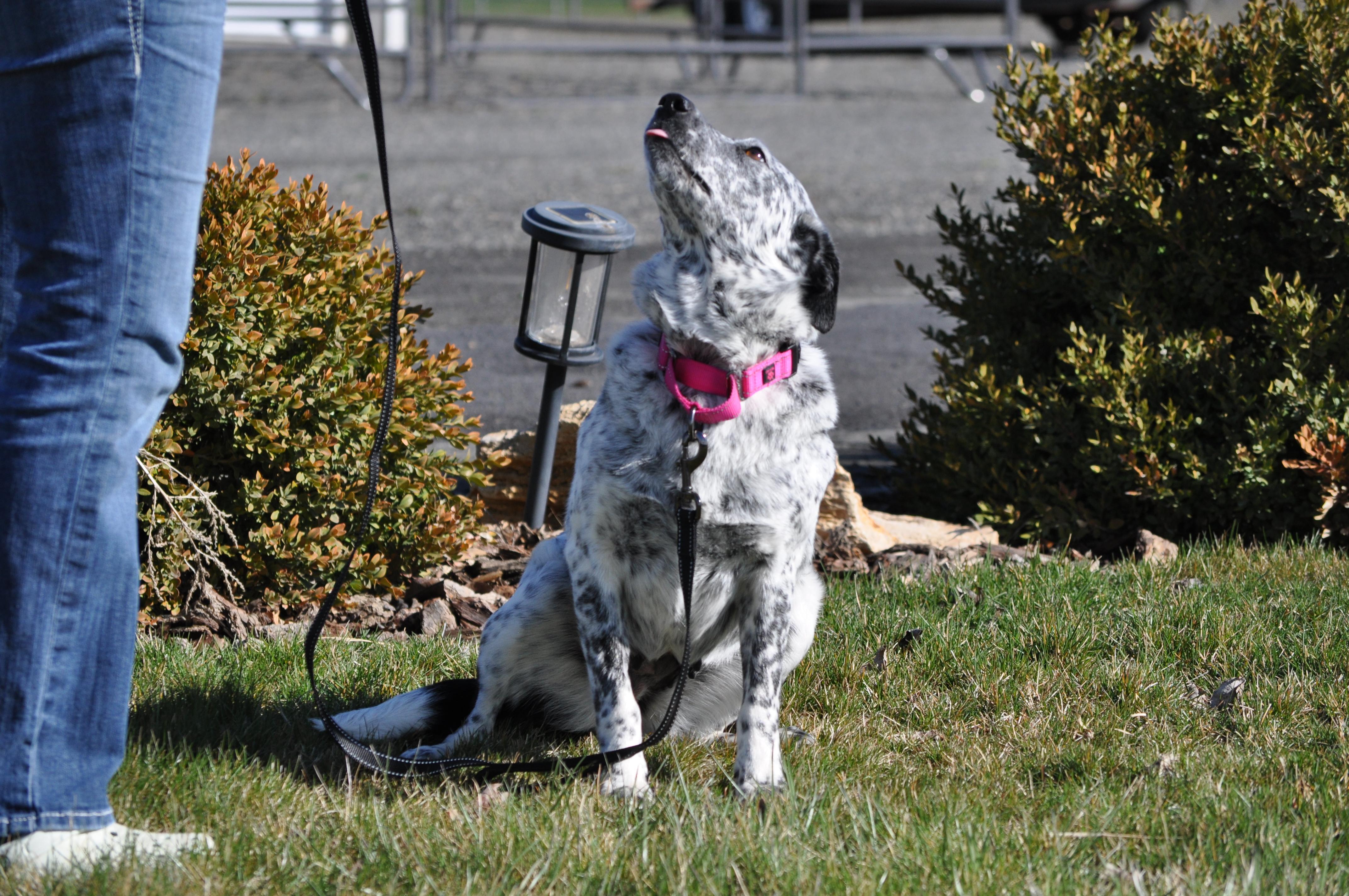 Oreo, a ADOPTABLE mixed breed in Union Gap, WA image 6/6