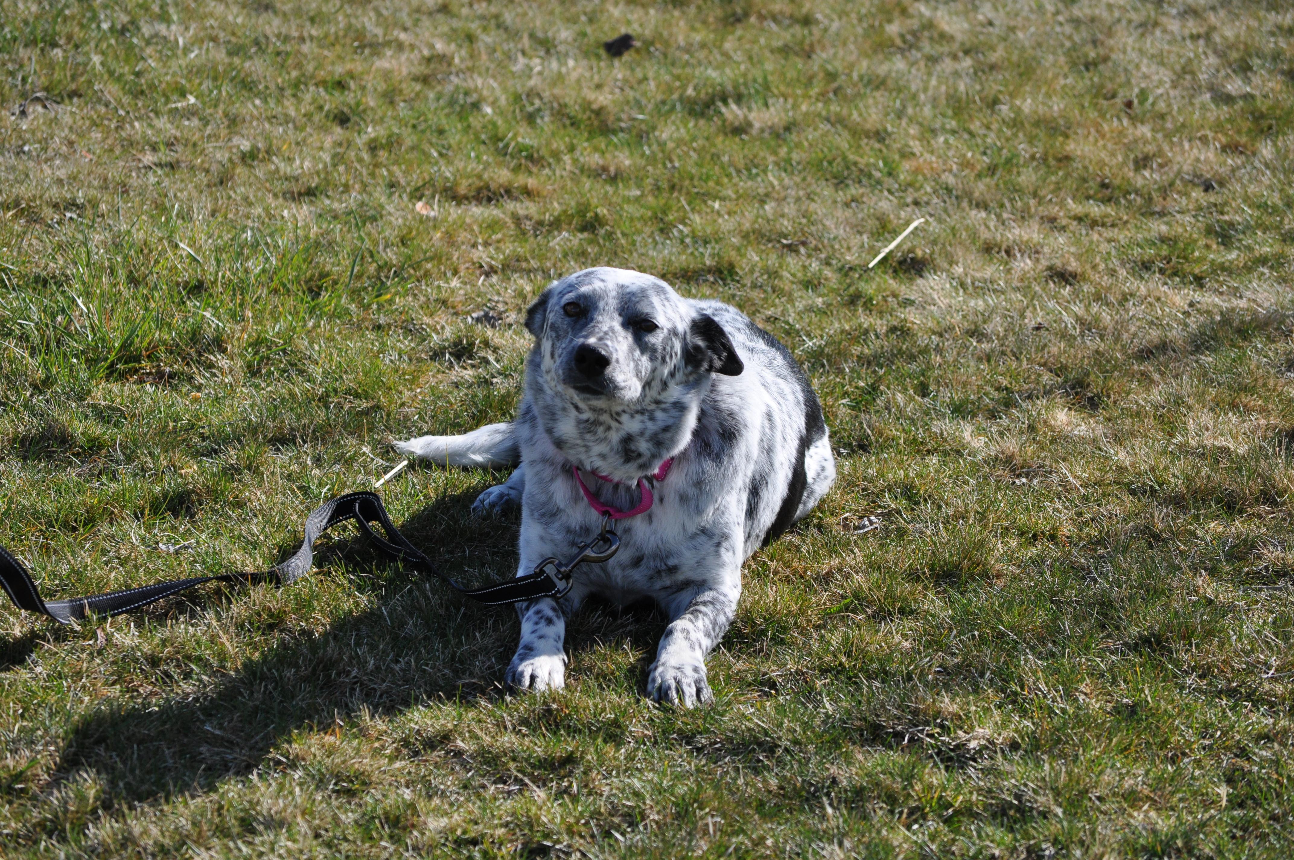 Oreo, a ADOPTABLE mixed breed in Union Gap, WA image 2/6