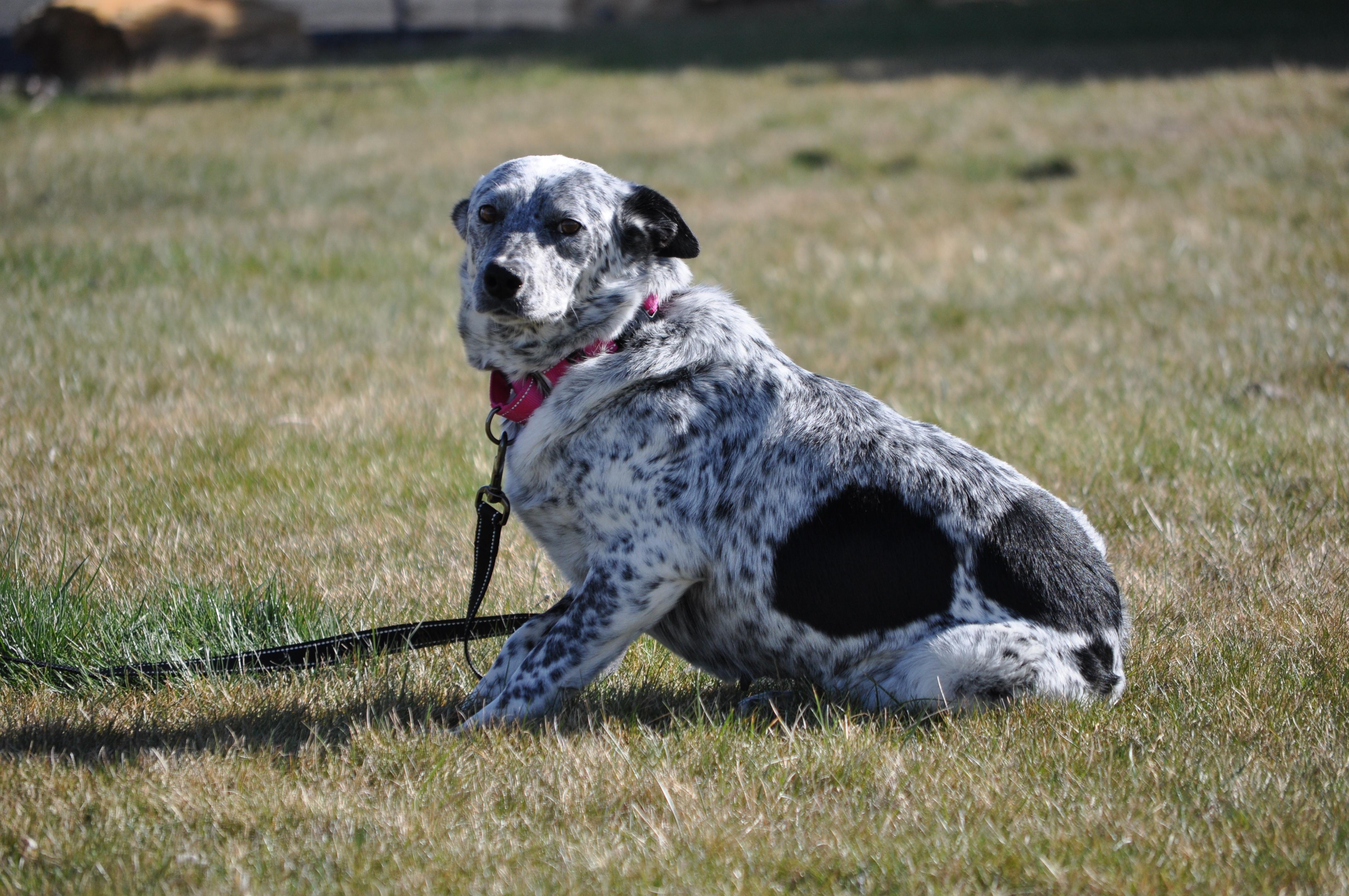 Oreo, a ADOPTABLE mixed breed in Union Gap, WA image 5/6