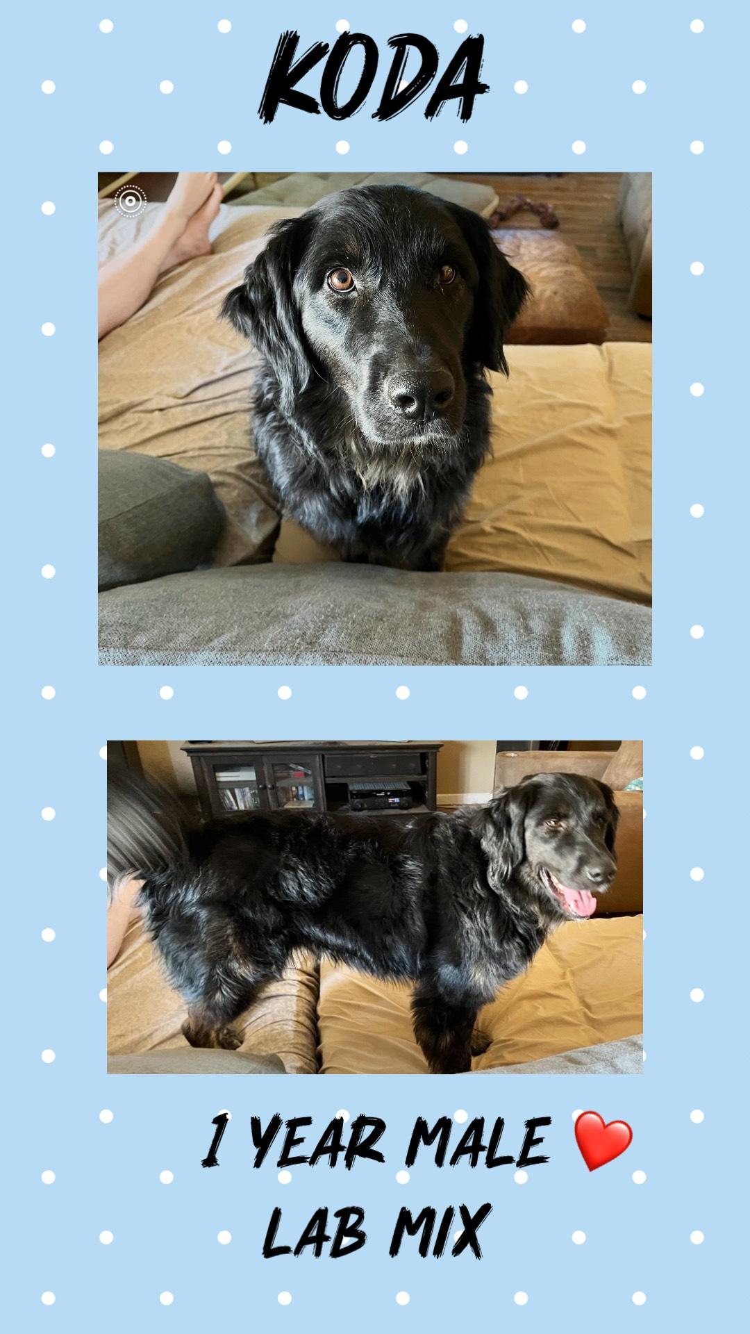 KODA - 1 YEAR MALE LABRADOR MIX, Adoptable, Adult Male Black Labrador Retriever.