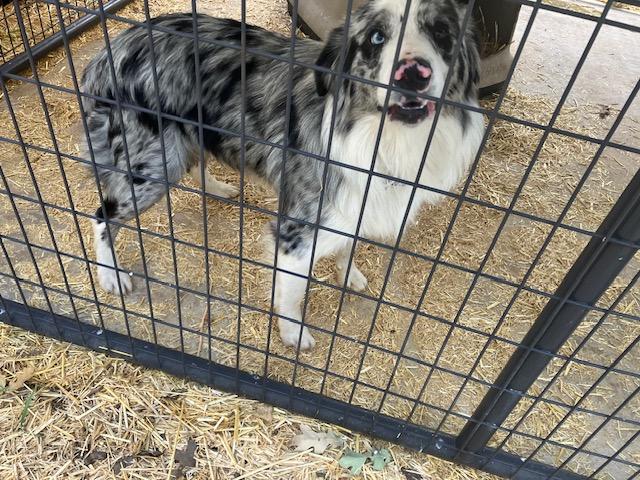 Willy, an adopted Australian Shepherd in Nocona, TX image 2/2