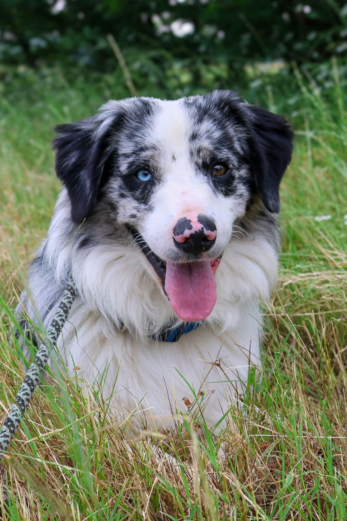 Willy, an adopted Australian Shepherd in Nocona, TX image 1/2