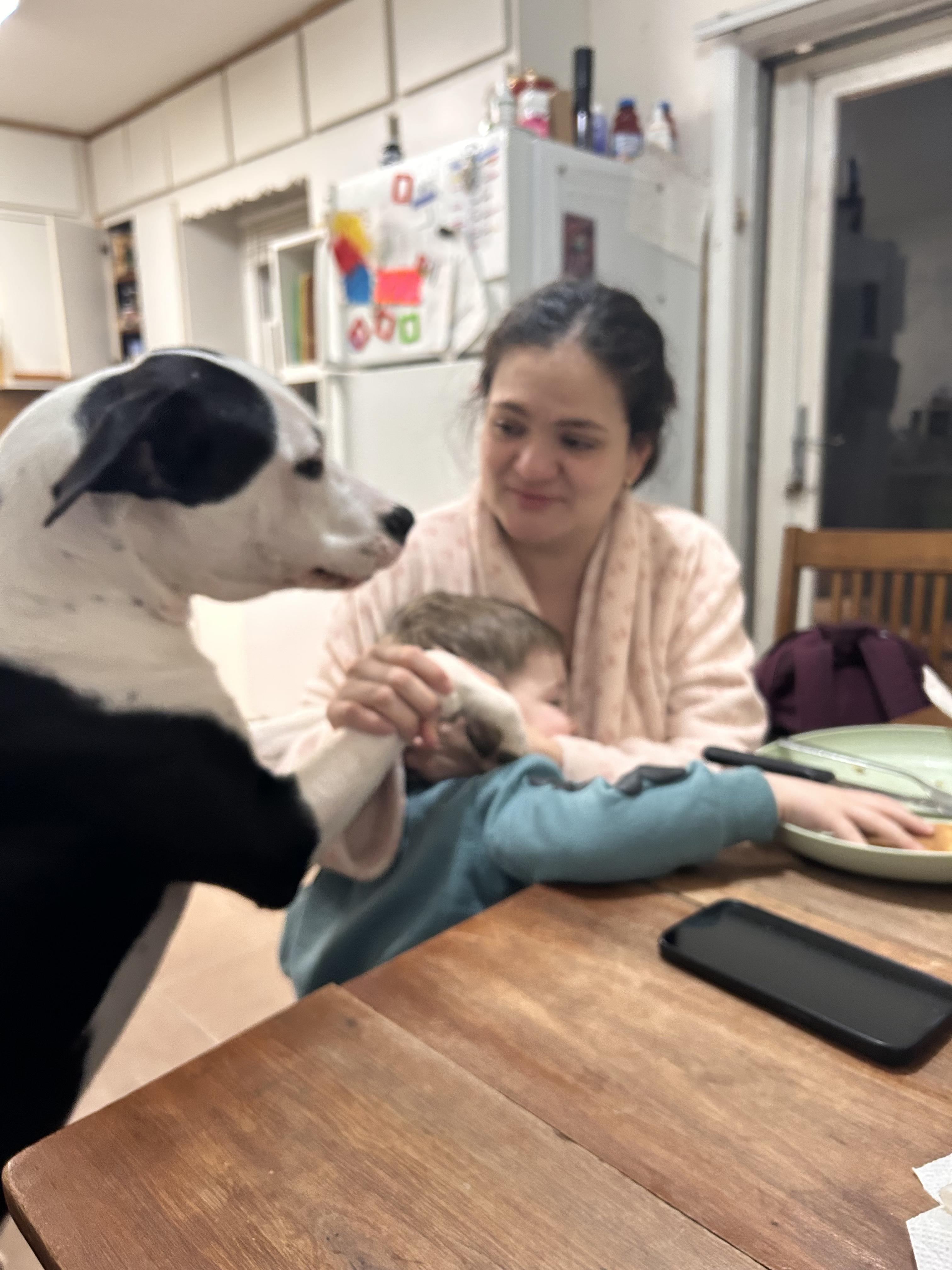 Charlie, Dancing Boy, ADOPTABLE, Adult Male Pit Bull Terrier.