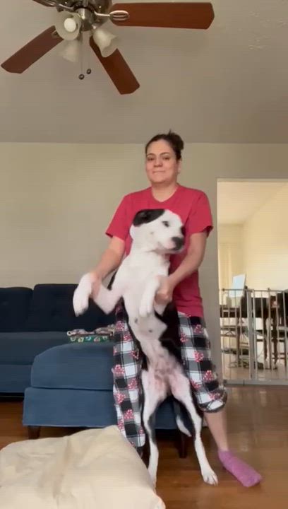 Enlarge Charlie, Dancing Boy, a ADOPTABLE Pit Bull Terrier in Chattanooga, TN video 2/2