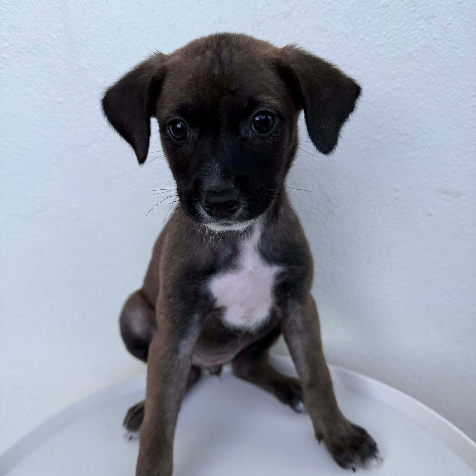 Hazel, ADOPTABLE, Puppy Female Terrier & Labrador Retriever.