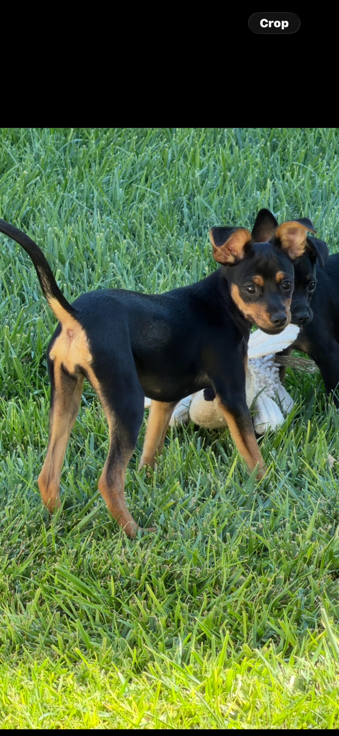 Gracie, an adopted mixed breed in Las Vegas, NV image 1/2
