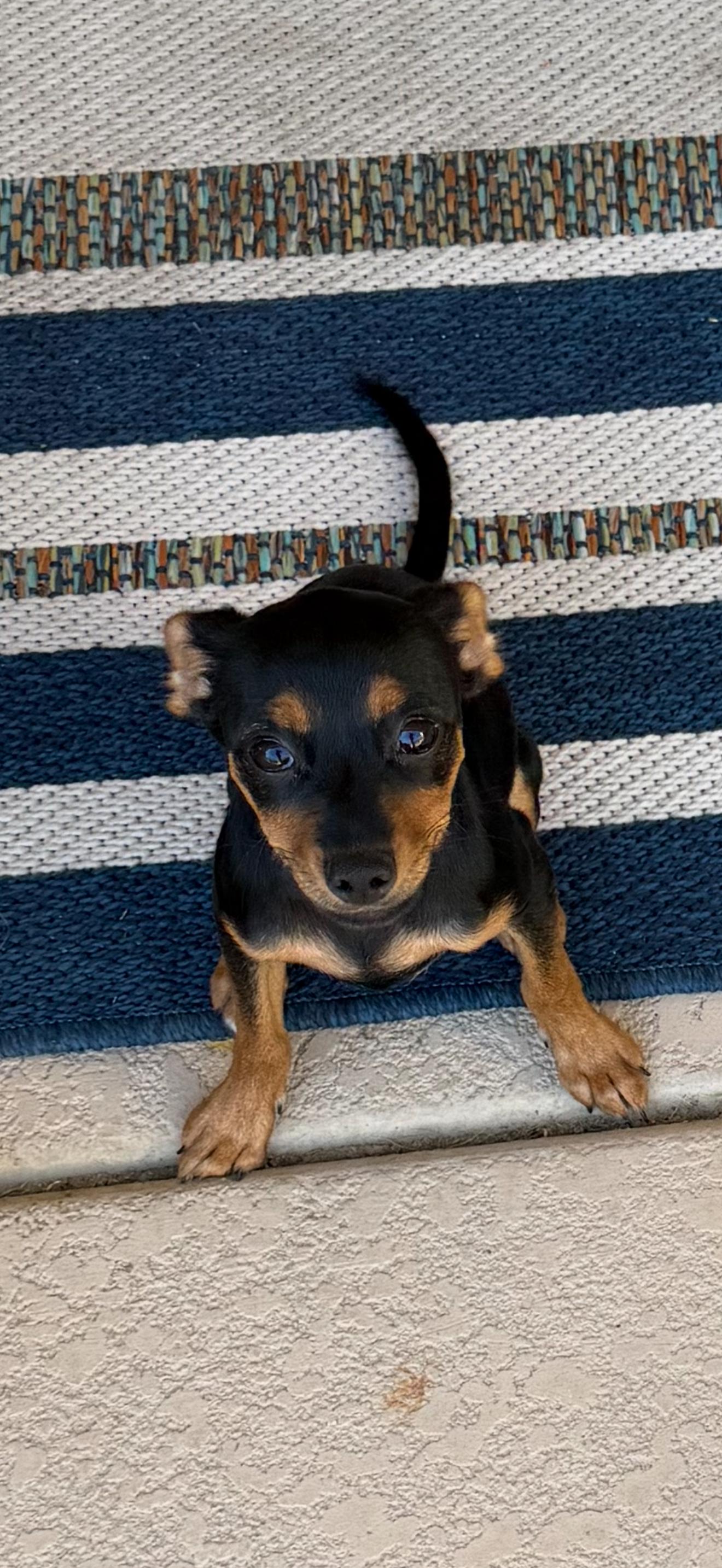 Gracie, an adopted mixed breed in Las Vegas, NV image 2/2