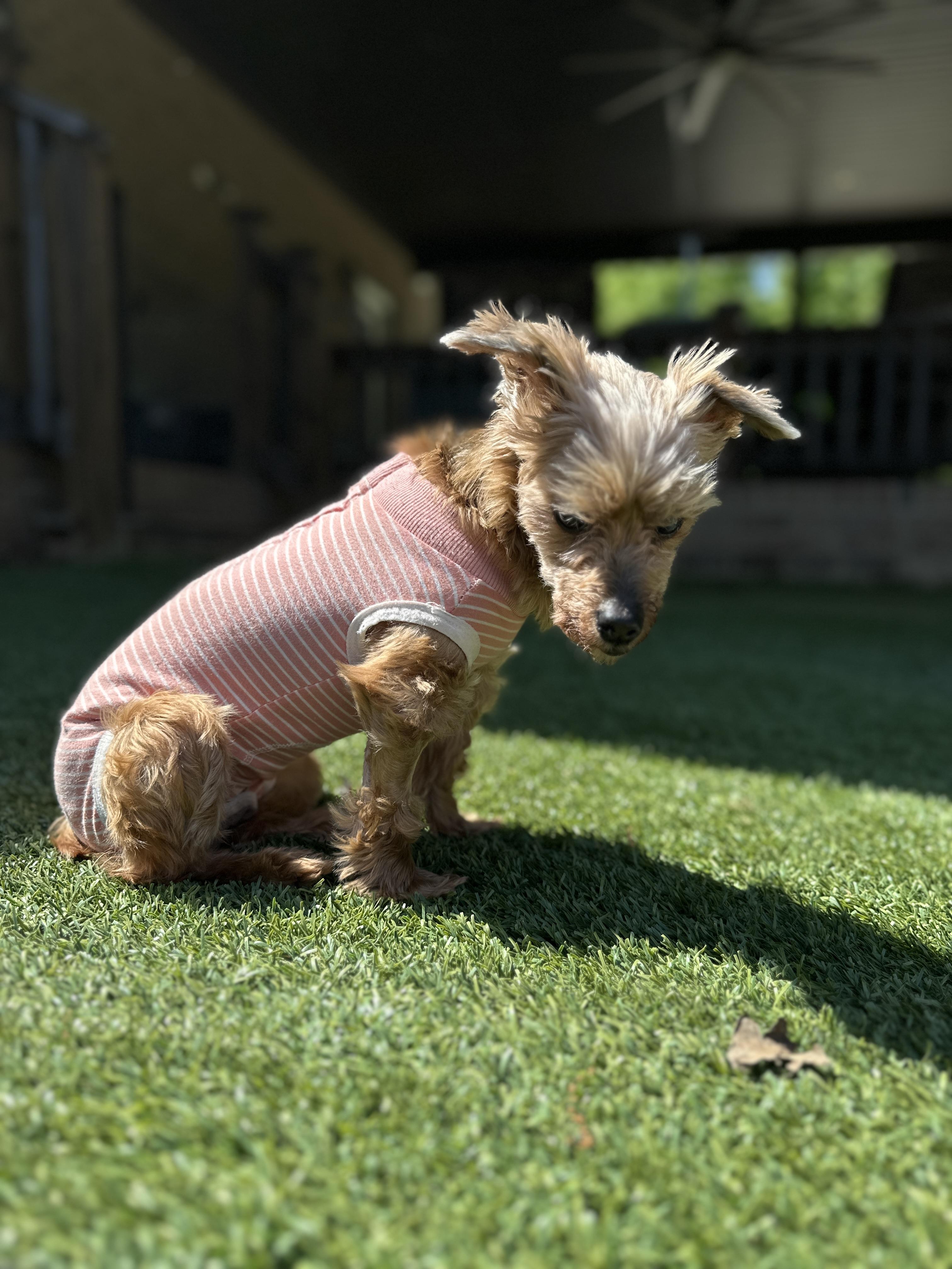 Enlarge Olivia, a Adoptable Yorkshire Terrier in Indian Trail, NC image 3/3