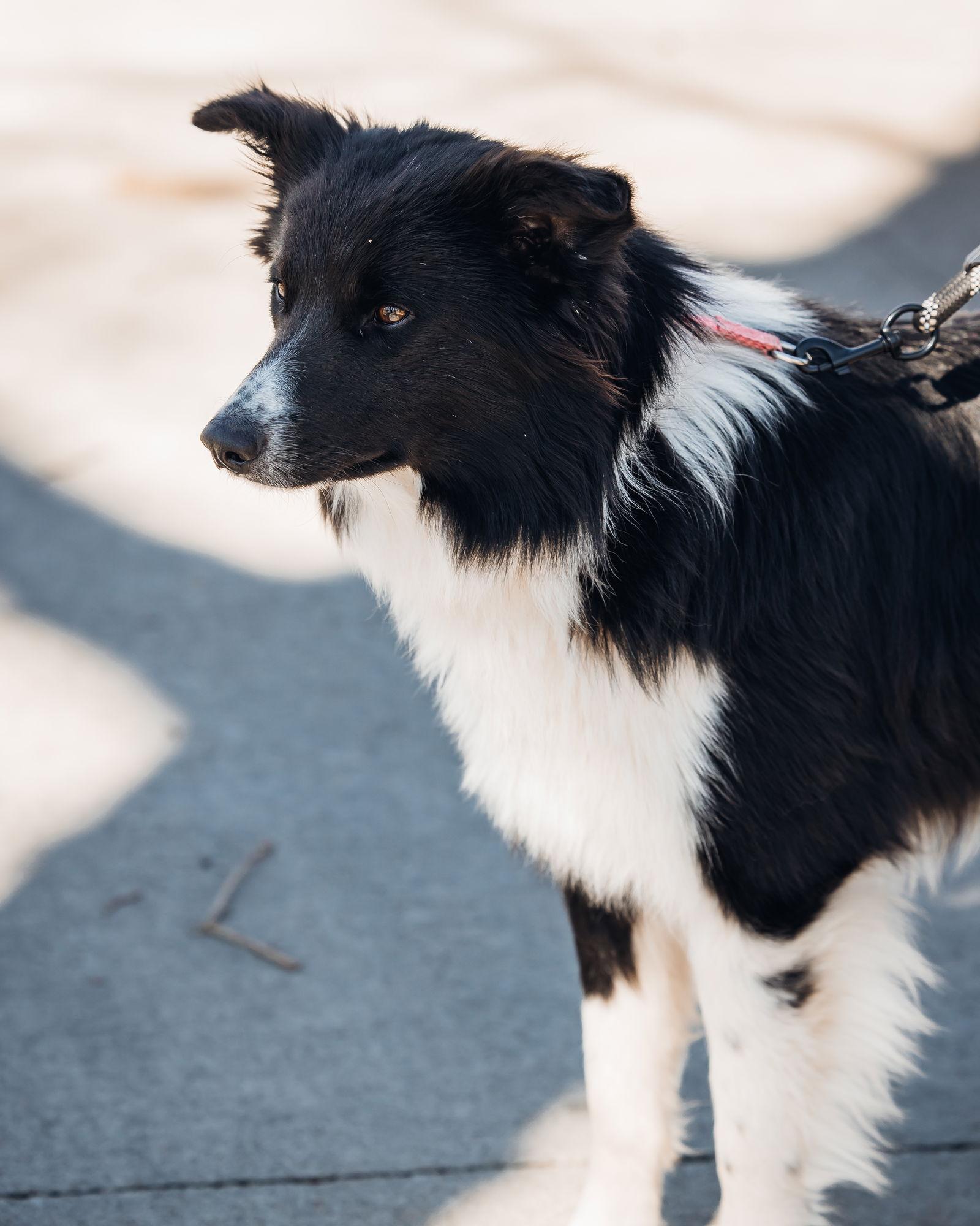 Cutter, Adoptable, Puppy Male Border Collie.