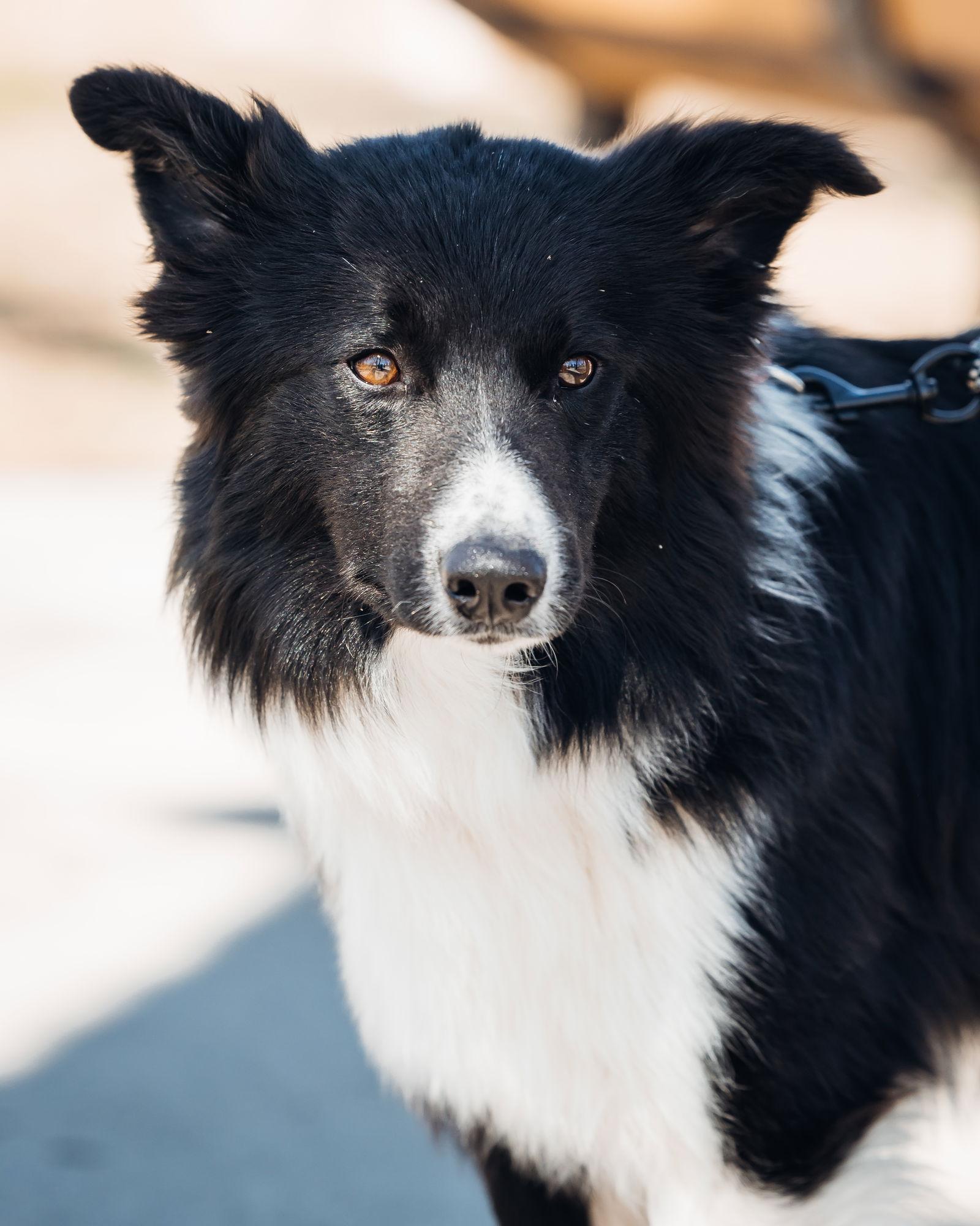 Enlarge Cutter, a Adoptable Border Collie in Sedalia, MO image 2/3