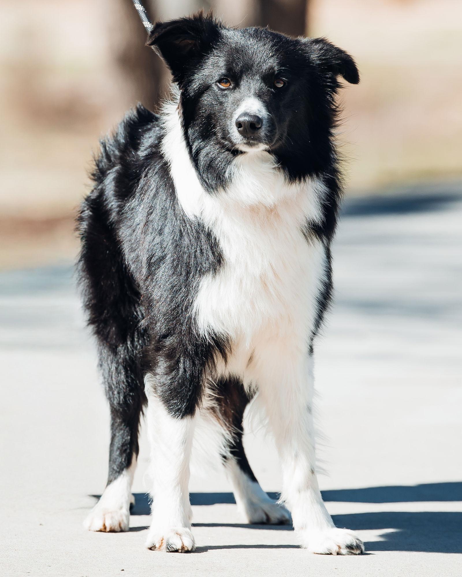 Enlarge Cutter, a Adoptable Border Collie in Sedalia, MO image 3/3