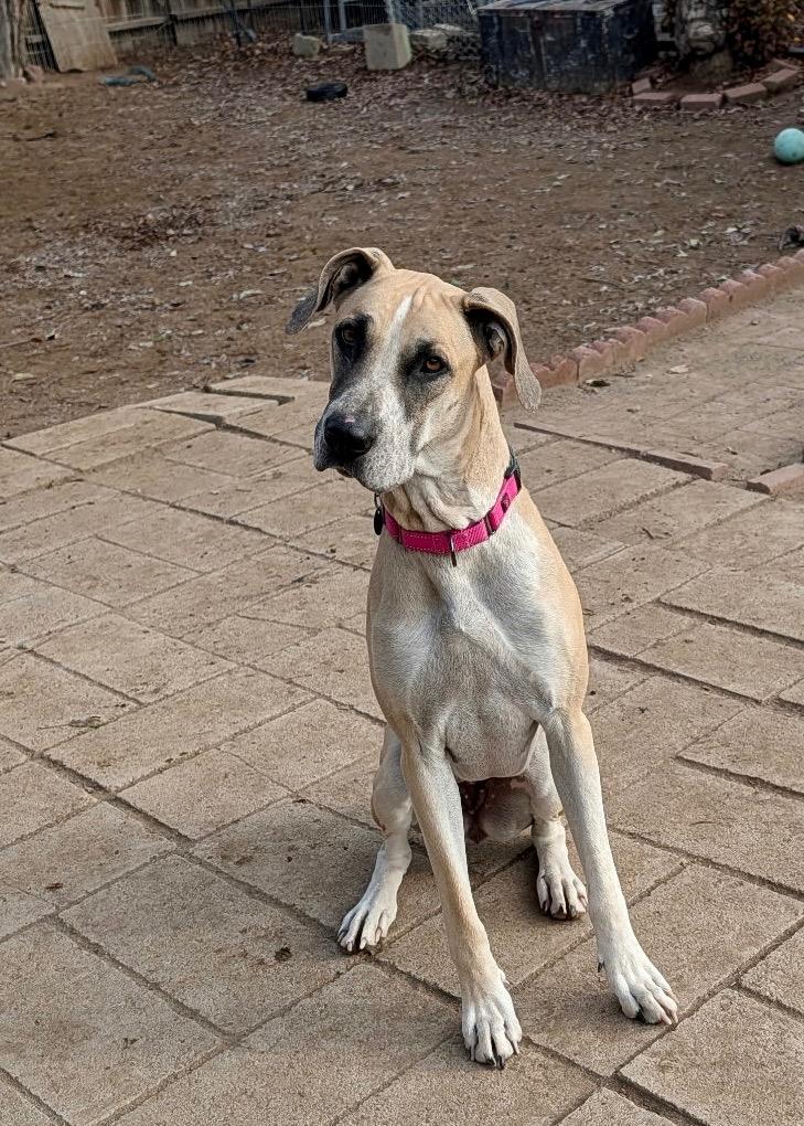 Enlarge Mayflower, a Adoptable mixed breed in Reno, NV image 2/5