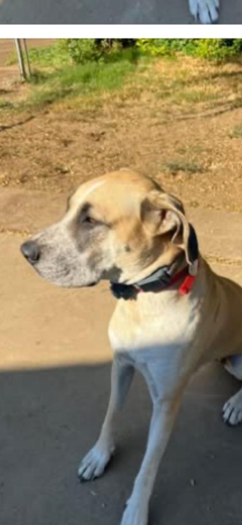 Enlarge Mayflower, a Adoptable mixed breed in Reno, NV image 3/5