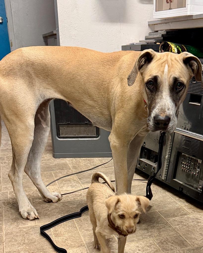 Enlarge Mayflower, a Adoptable mixed breed in Reno, NV image 4/5