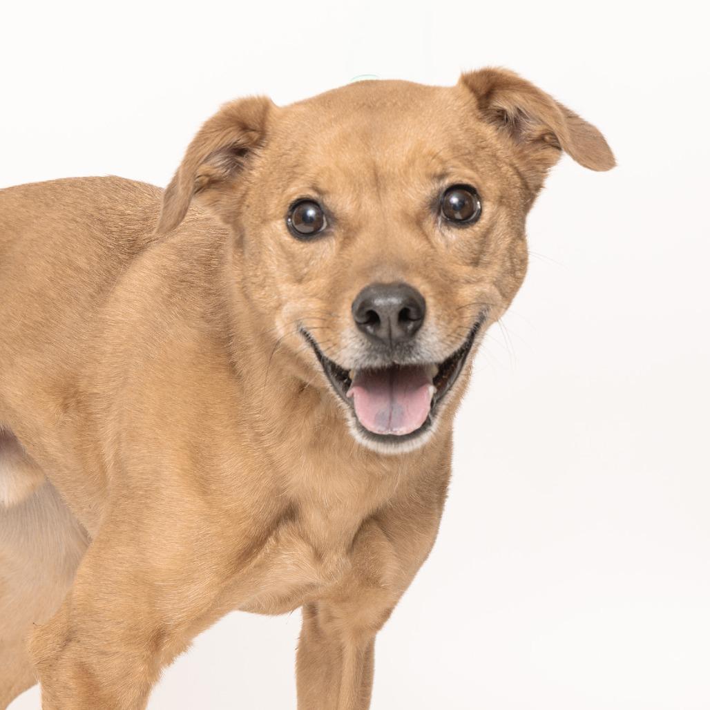 Tater Tot, Adoptable, Adult Male Mixed Breed.