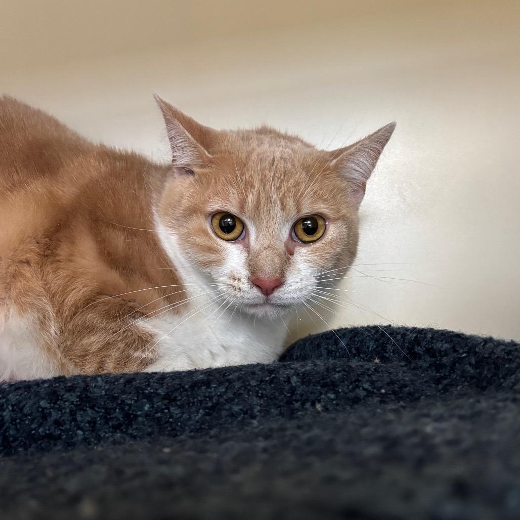 Enlarge Biscoff, a Adoptable Domestic Short Hair in DeKalb, IL image 1/2