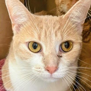 Enlarge Biscoff, a Adoptable Domestic Short Hair in DeKalb, IL image 2/2