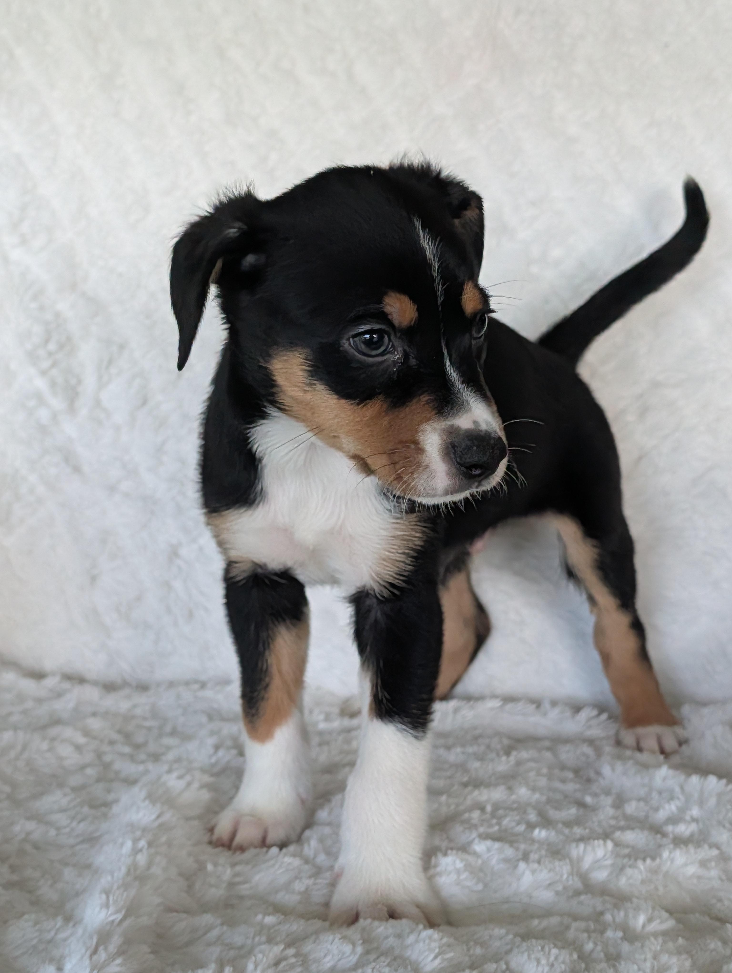 Enlarge Tanner Tangerine, a Adoptable mixed breed in Baton Rouge, LA image 5/5