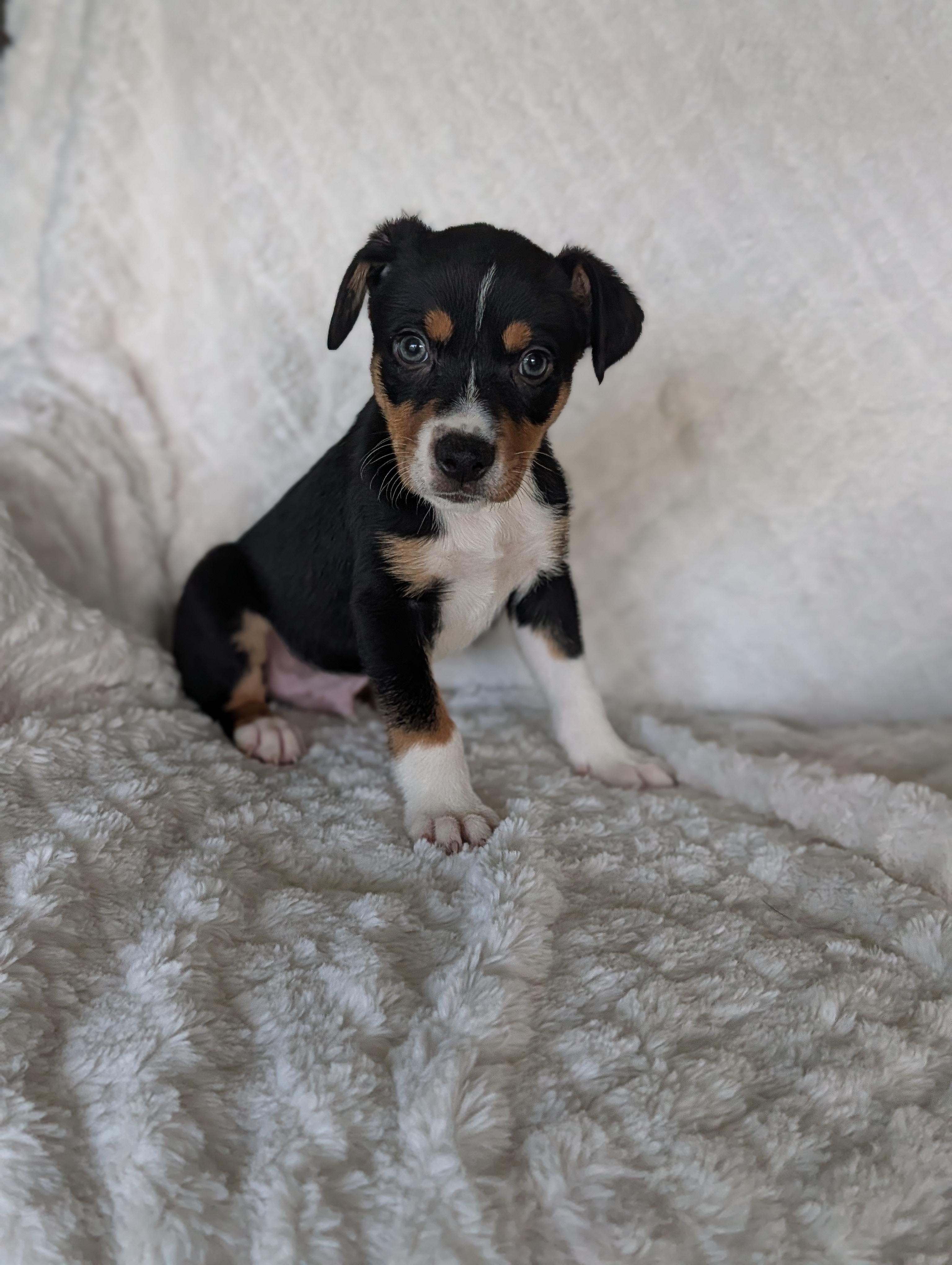 Enlarge Tanner Tangerine, a Adoptable mixed breed in Baton Rouge, LA image 2/5