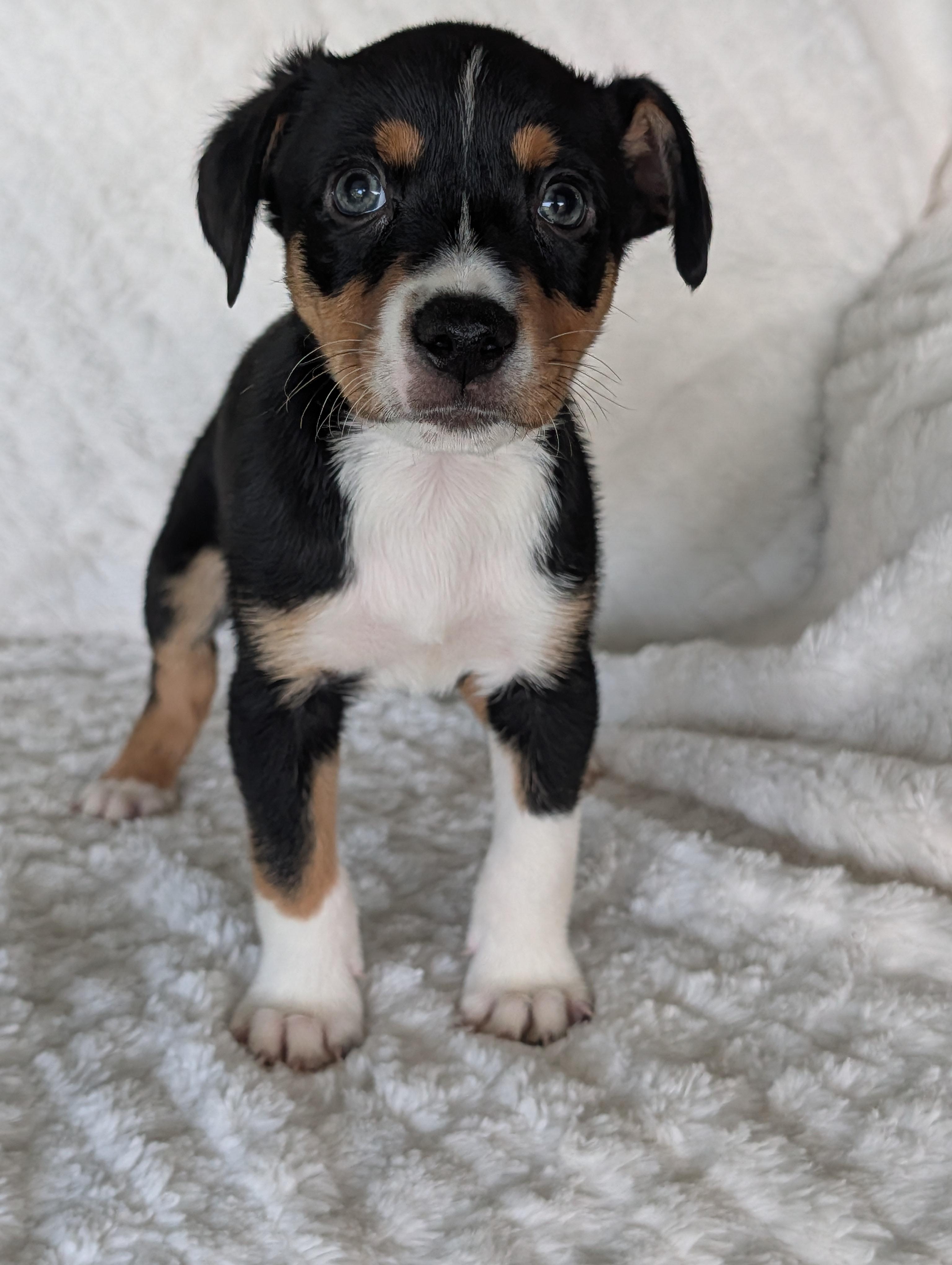 Enlarge Tanner Tangerine, a Adoptable mixed breed in Baton Rouge, LA image 1/5