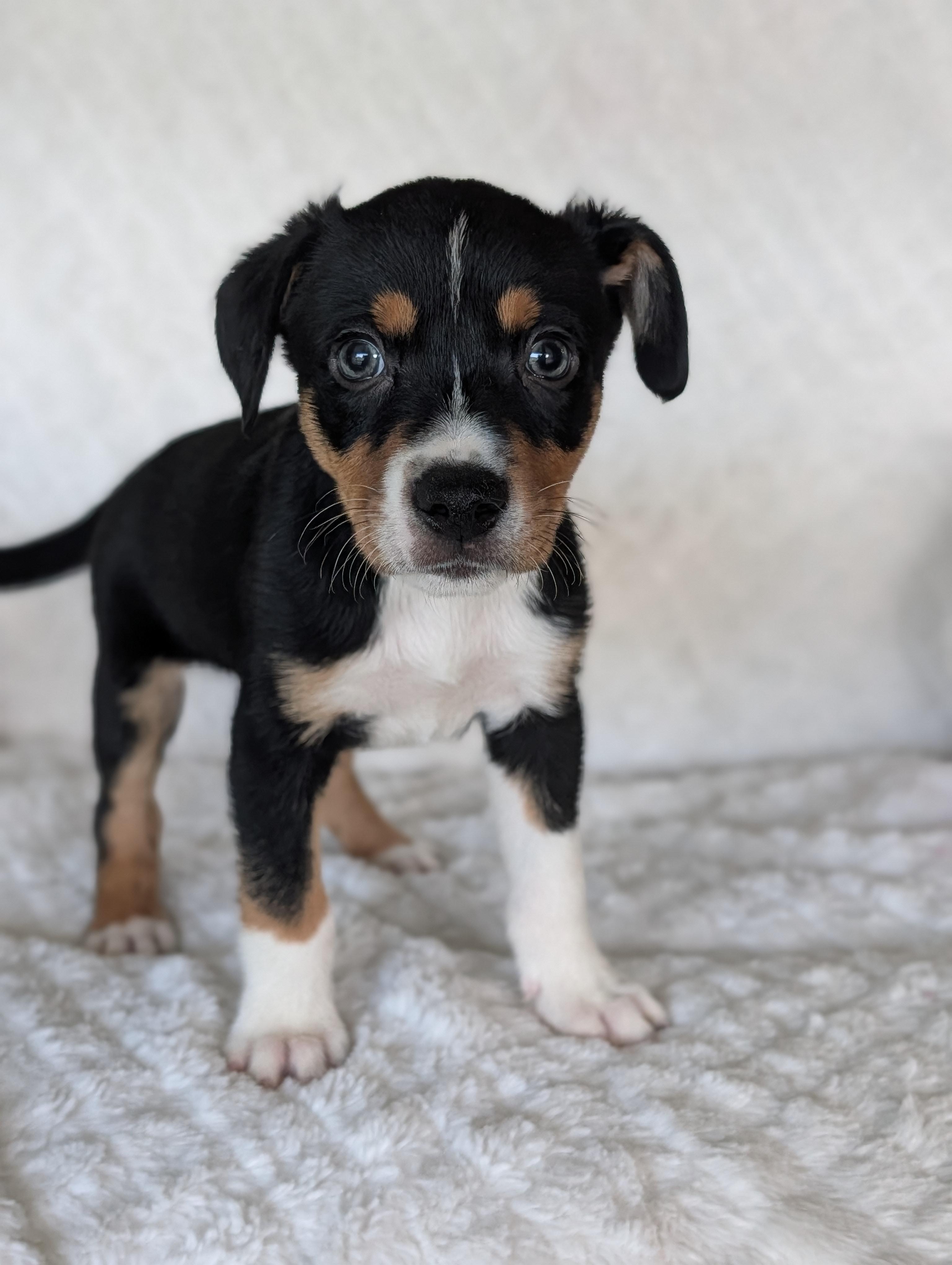 Enlarge Tanner Tangerine, a Adoptable mixed breed in Baton Rouge, LA image 4/5