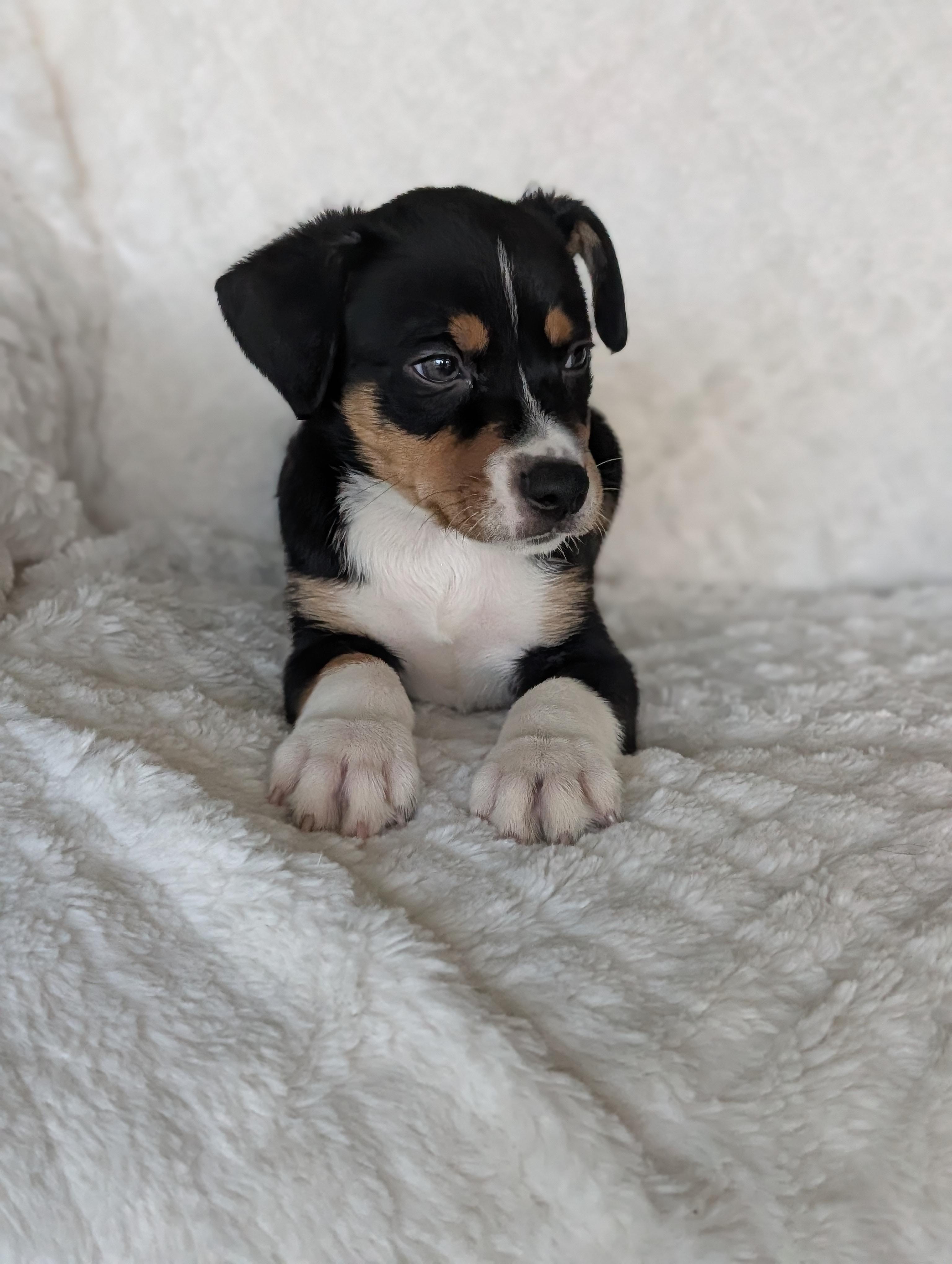 Enlarge Tanner Tangerine, a Adoptable mixed breed in Baton Rouge, LA image 3/5