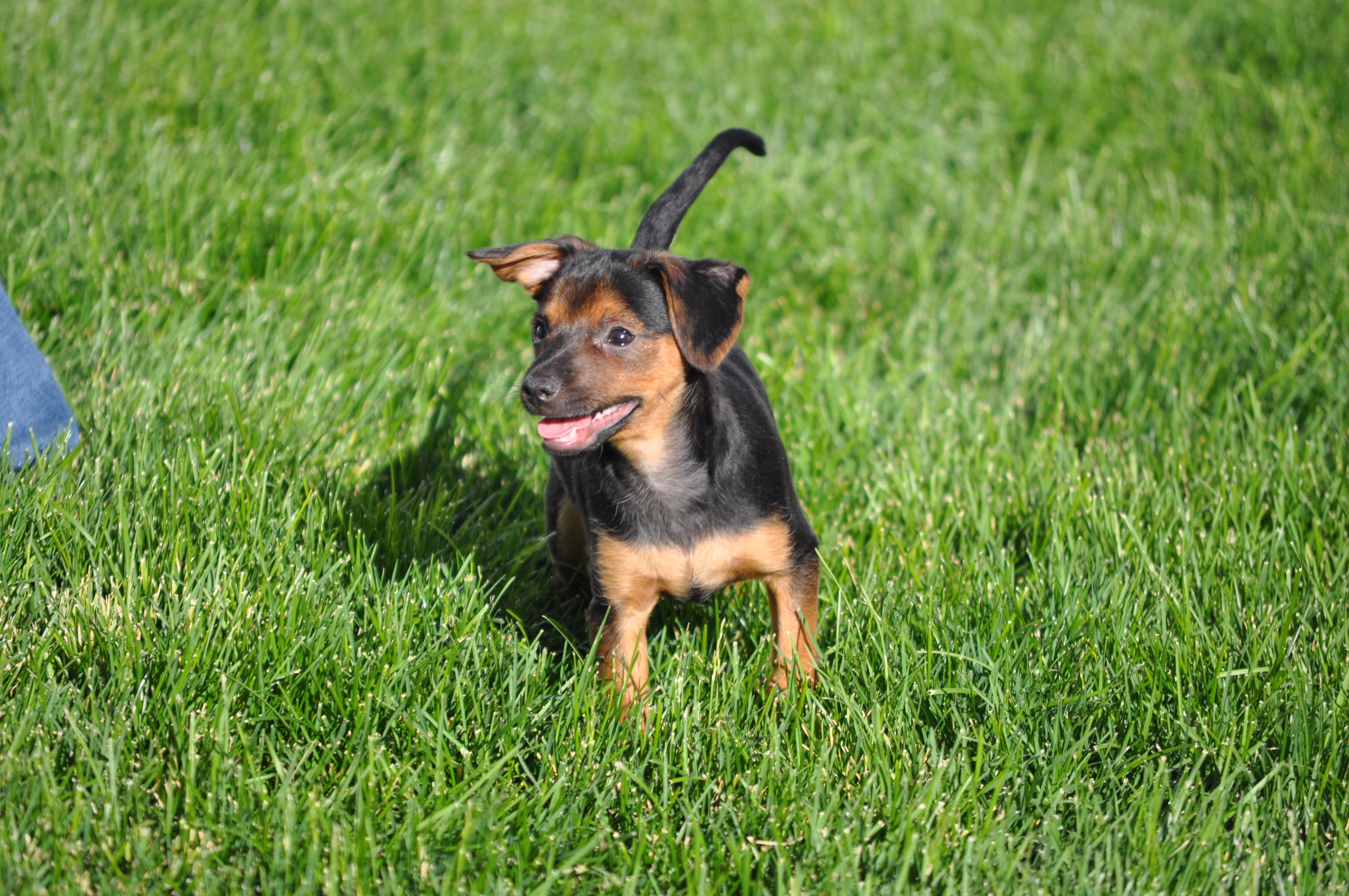 Enlarge Enzo, a ADOPTABLE mixed breed in Union Gap, WA image 5/6