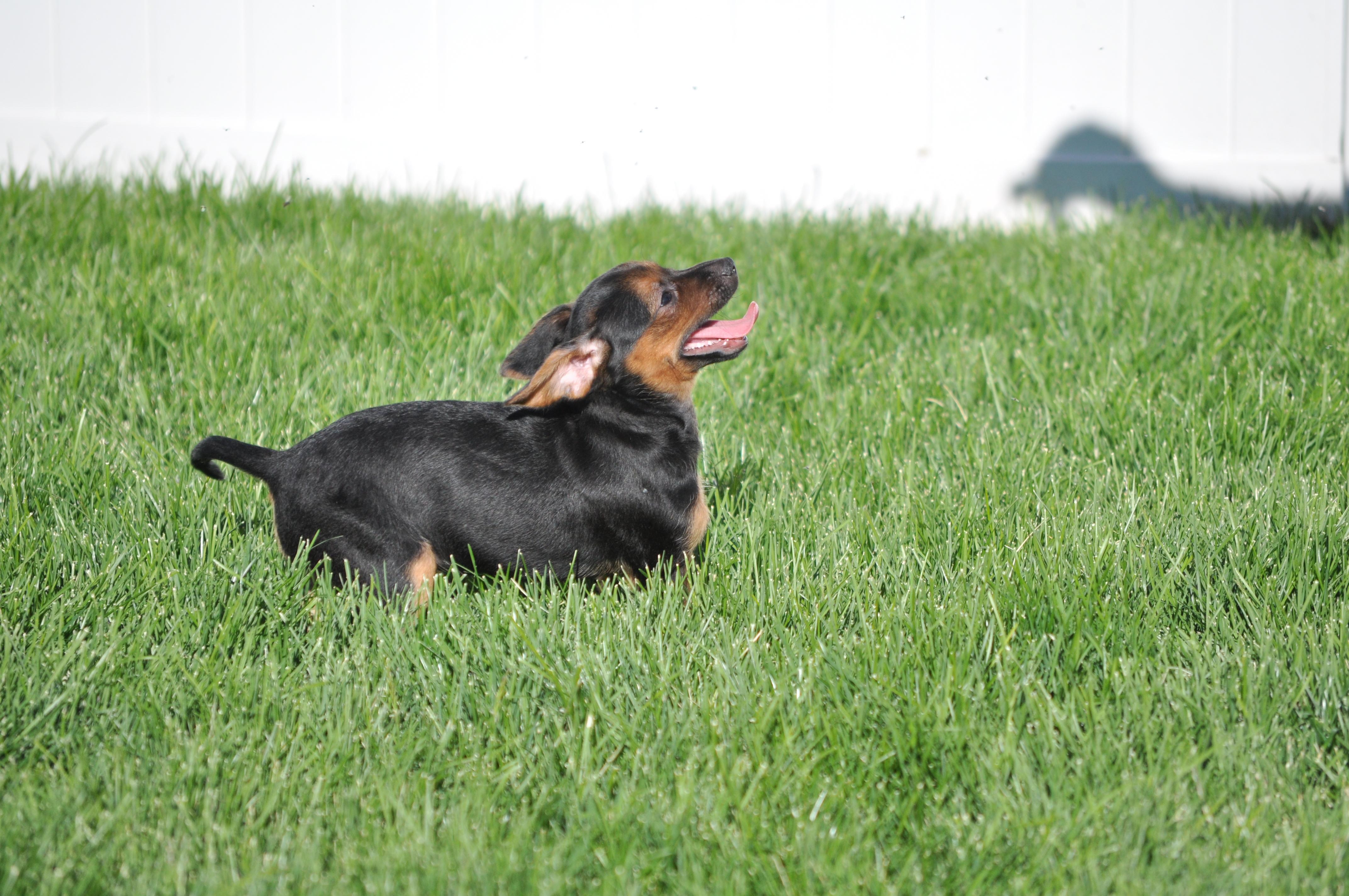 Enlarge Enzo, a ADOPTABLE mixed breed in Union Gap, WA image 4/6