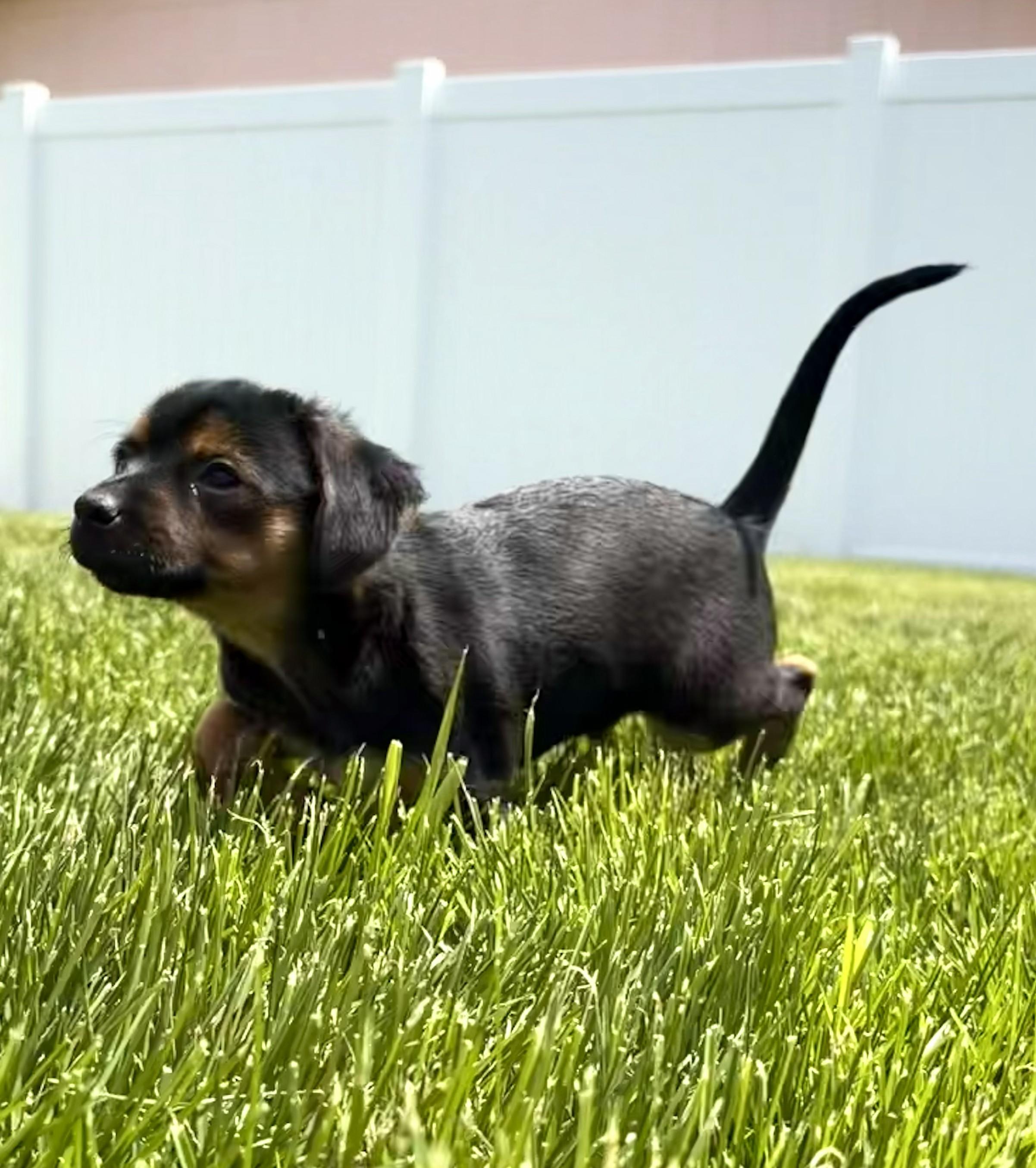 Enzo, a ADOPTABLE mixed breed in Union Gap, WA image 3/6
