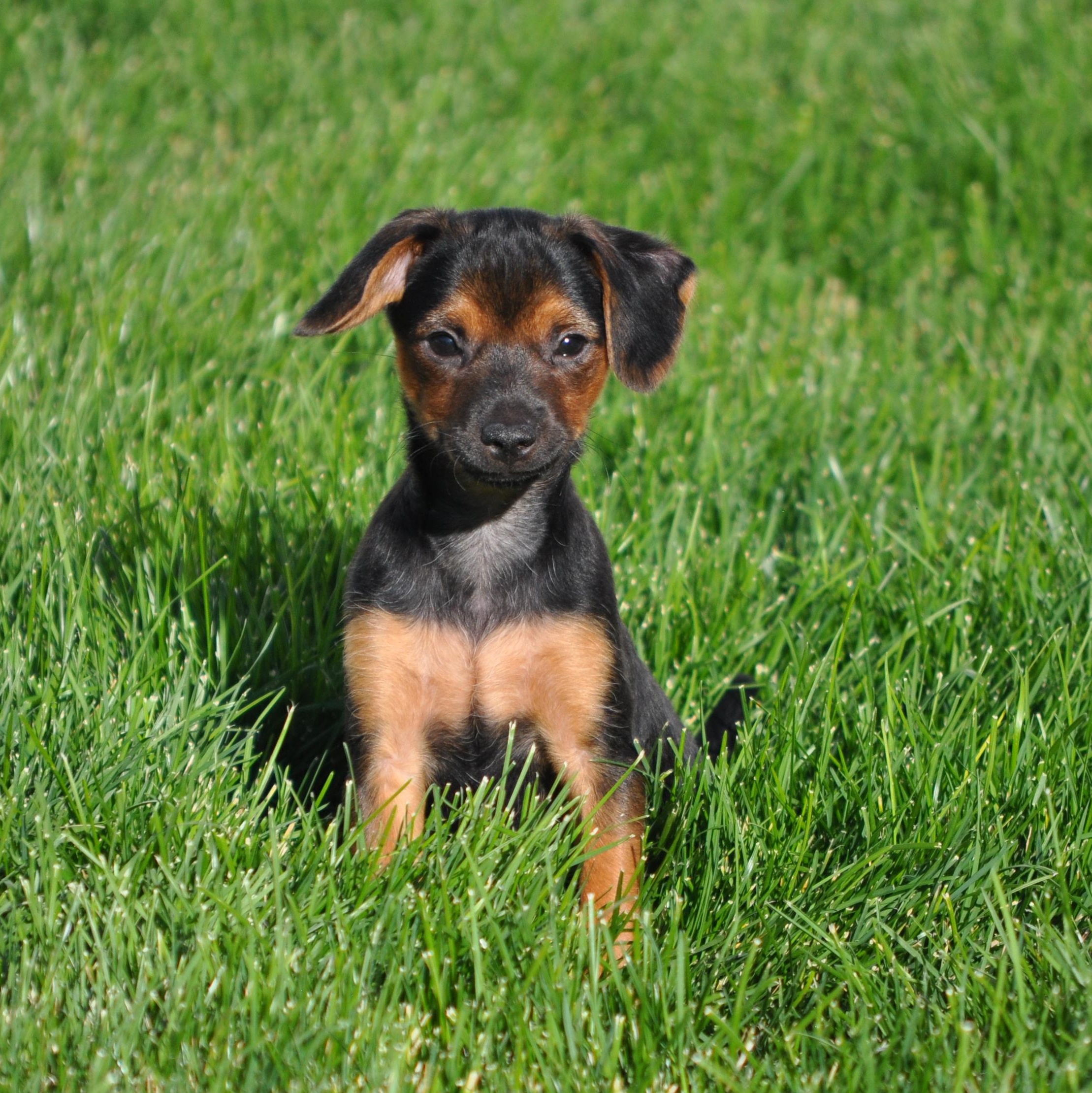 Enlarge Enzo, a ADOPTABLE mixed breed in Union Gap, WA image 1/6