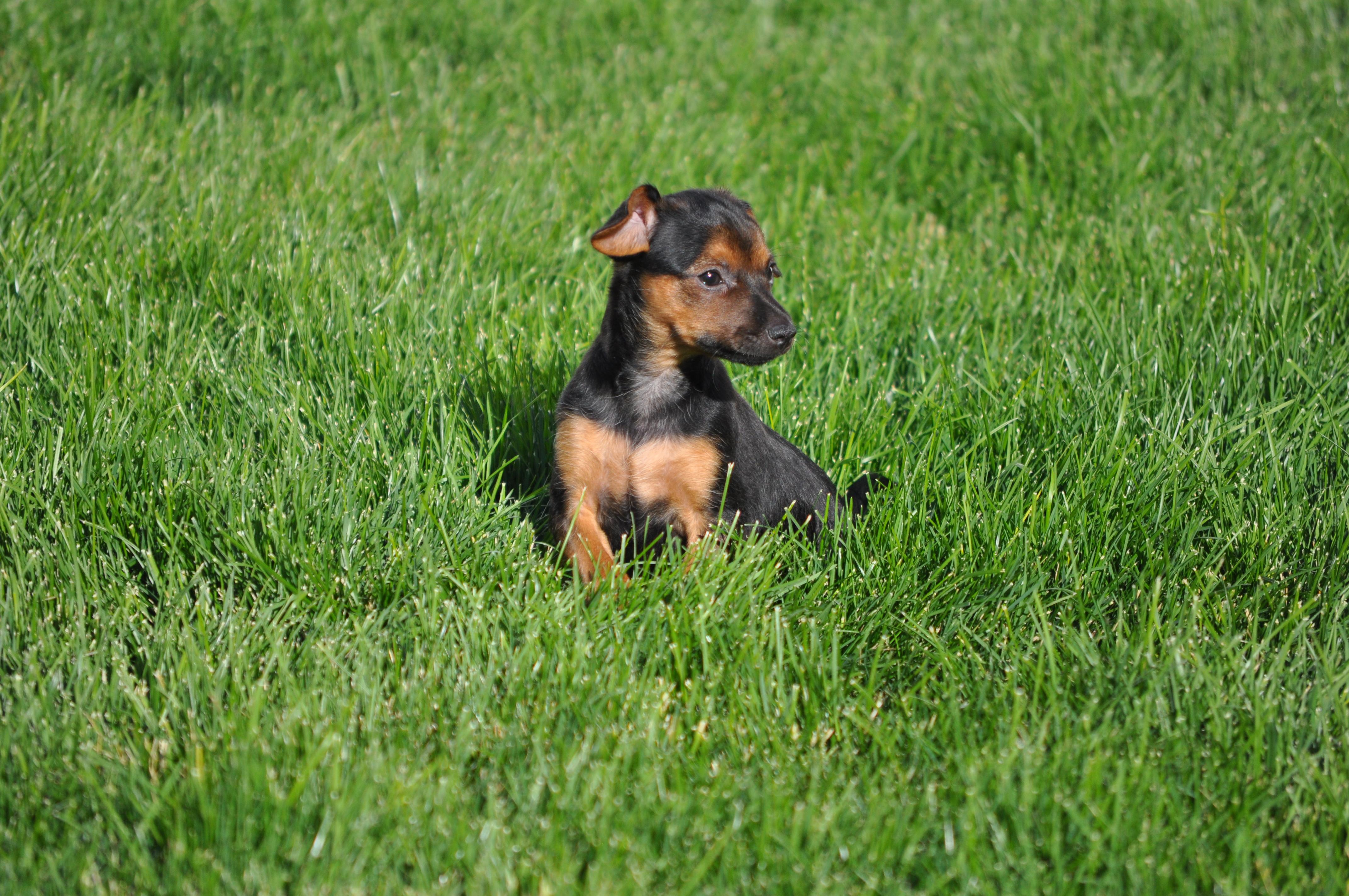 Enlarge Enzo, a ADOPTABLE mixed breed in Union Gap, WA image 2/6