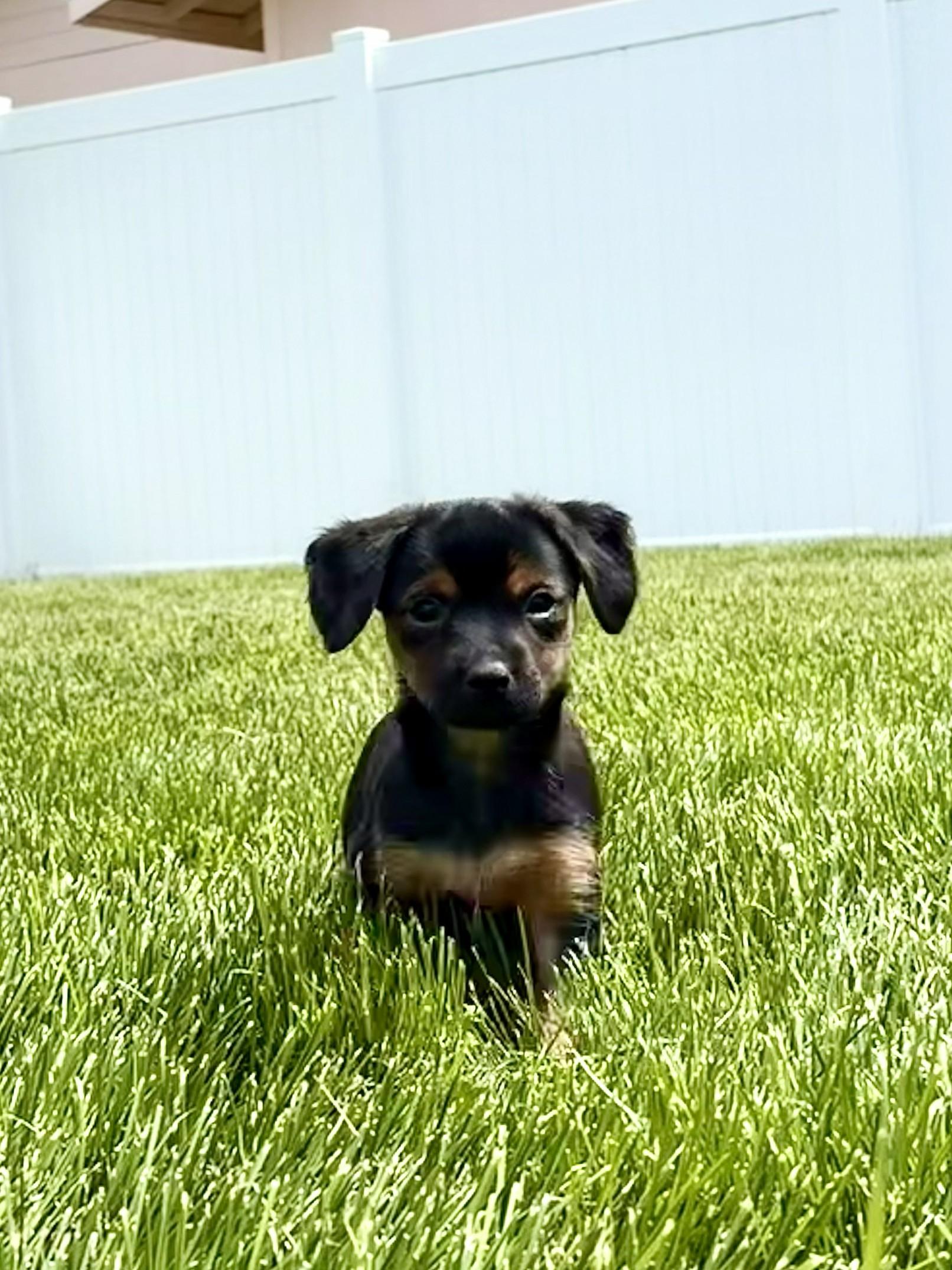 Enzo, a ADOPTABLE mixed breed in Union Gap, WA image 2/6